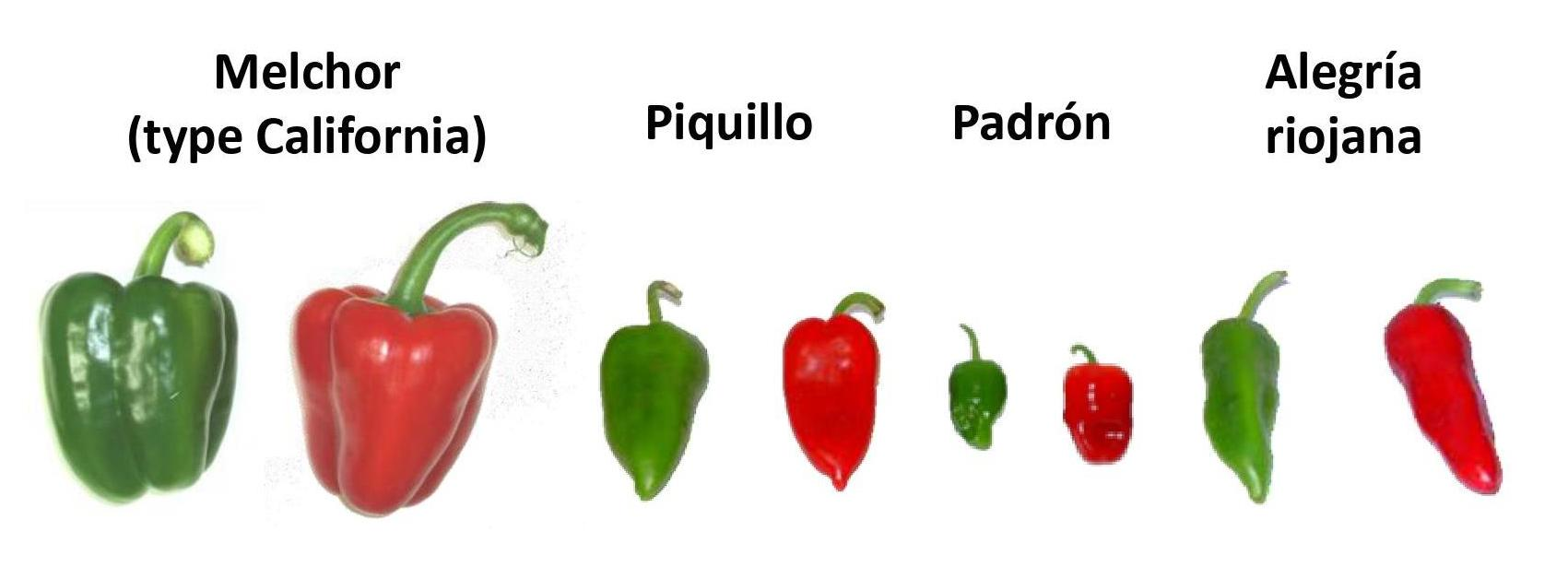 Antioxidants Free Full Text Antioxidant Profile Of Pepper Capsicum Annuum L Fruits Containing Diverse Levels Of Capsaicinoids Html Antioxidants Free Full Text Antioxidant Profile Of Pepper Capsicum Annuum L Fruits Containing Diverse Levels Of Capsaicinoids Html