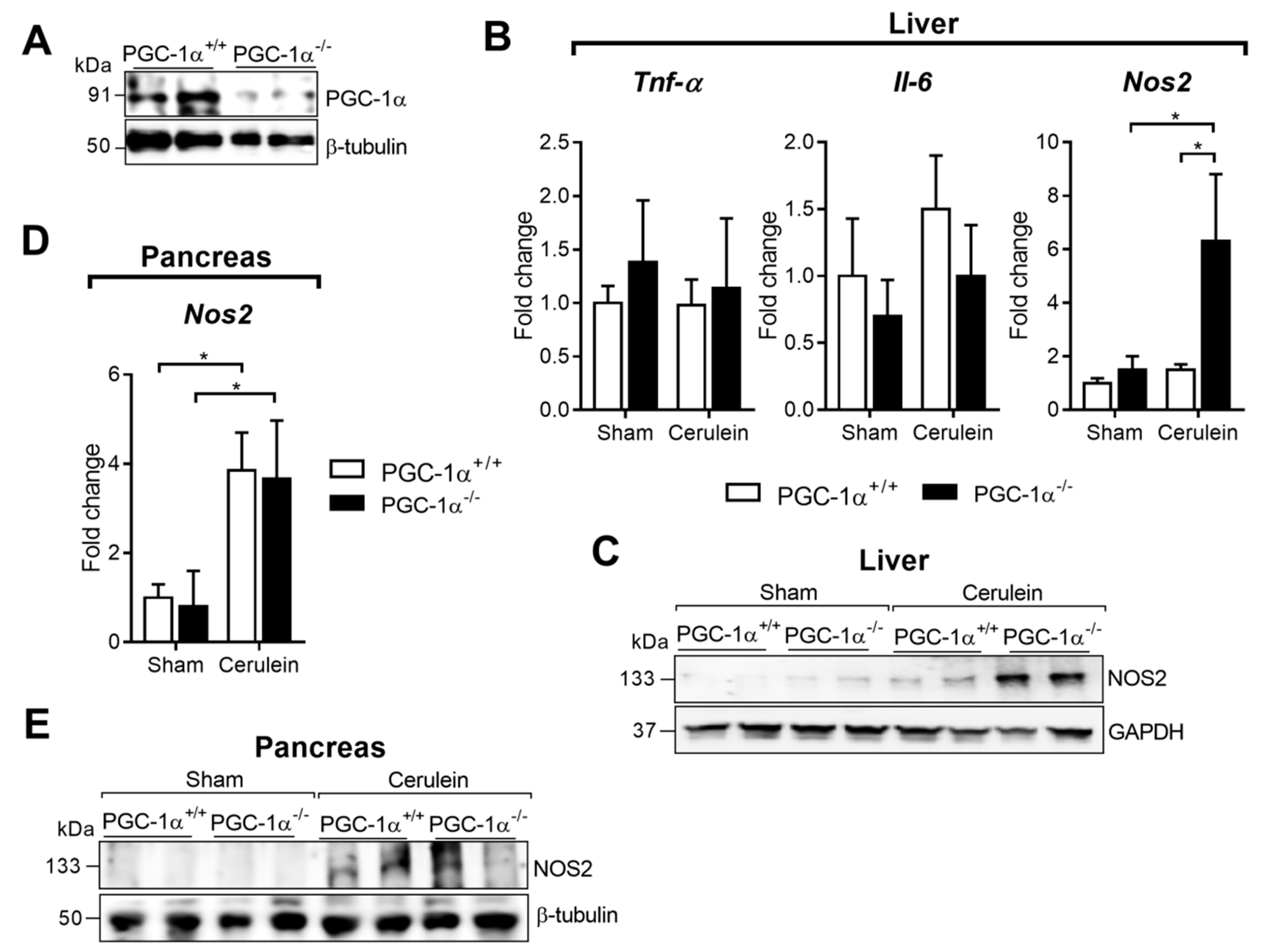 Antioxidants 09 00887 g002 Antioxidants 09 00887 g002