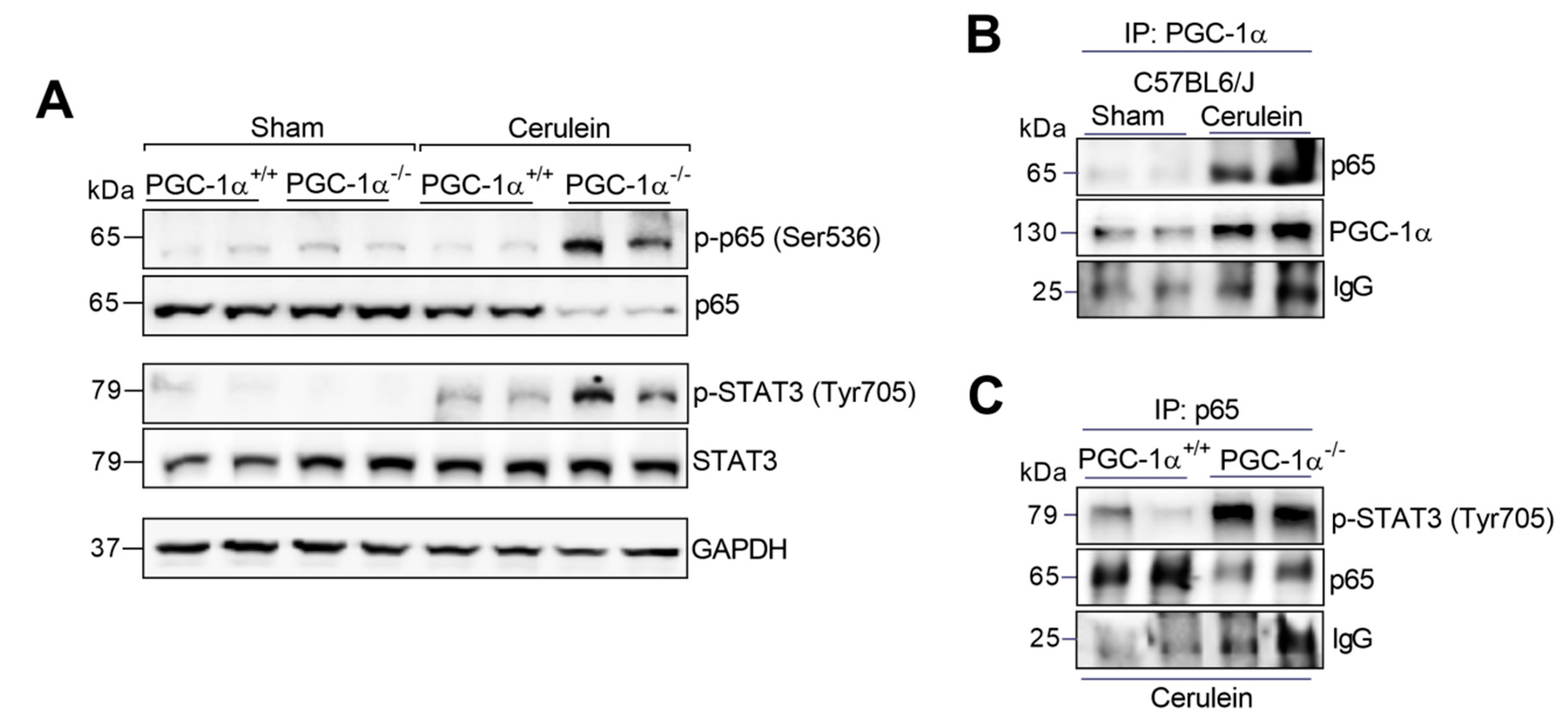 Antioxidants 09 00887 g003 Antioxidants 09 00887 g003