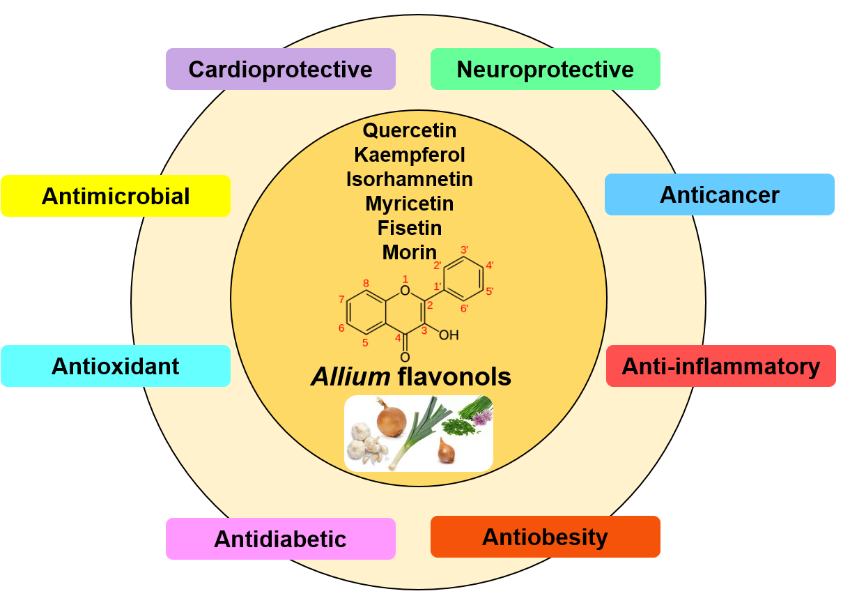 Antioxidants Free FullText Allium Flavonols Health Benefits