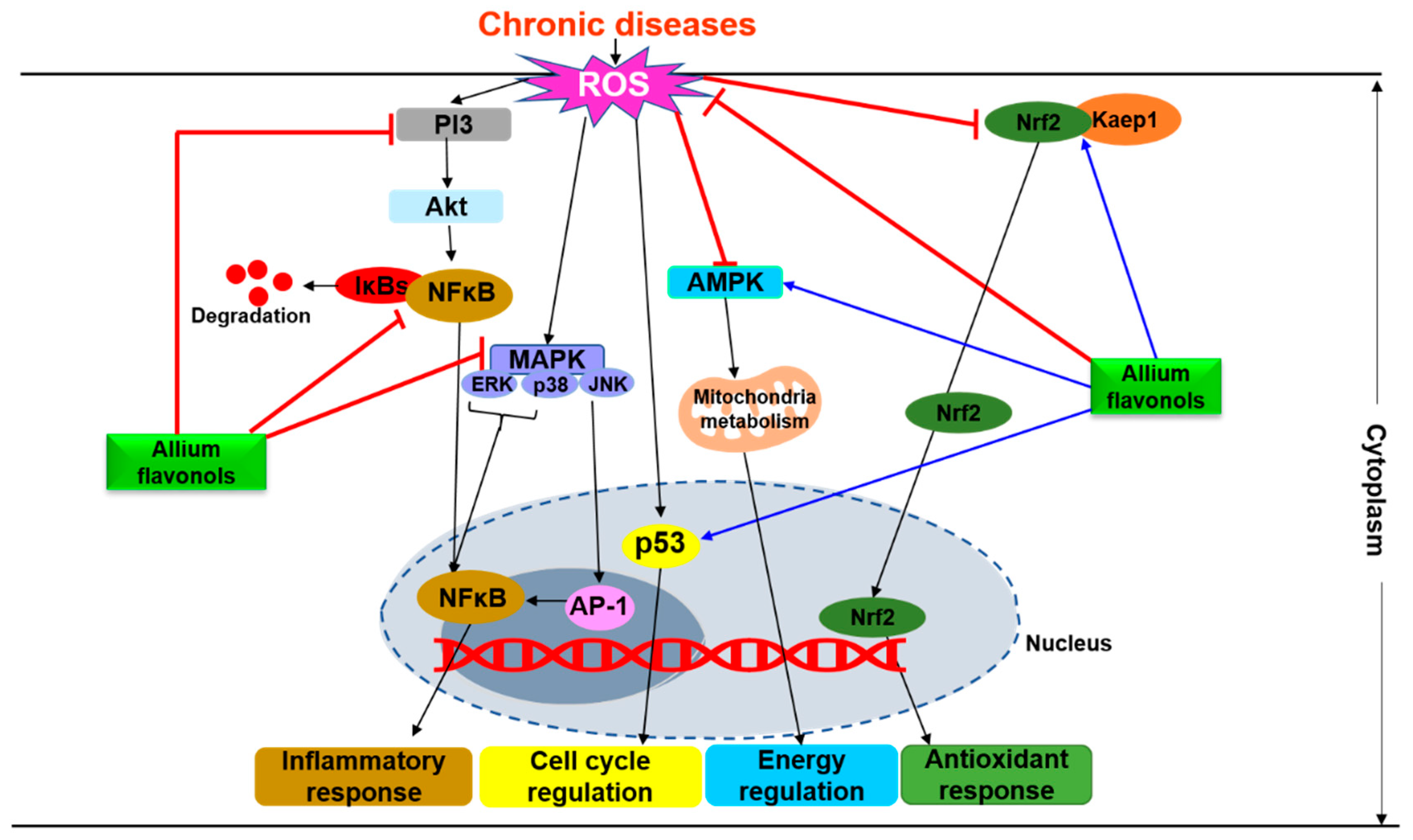 Antioxidants 09 00888 g003