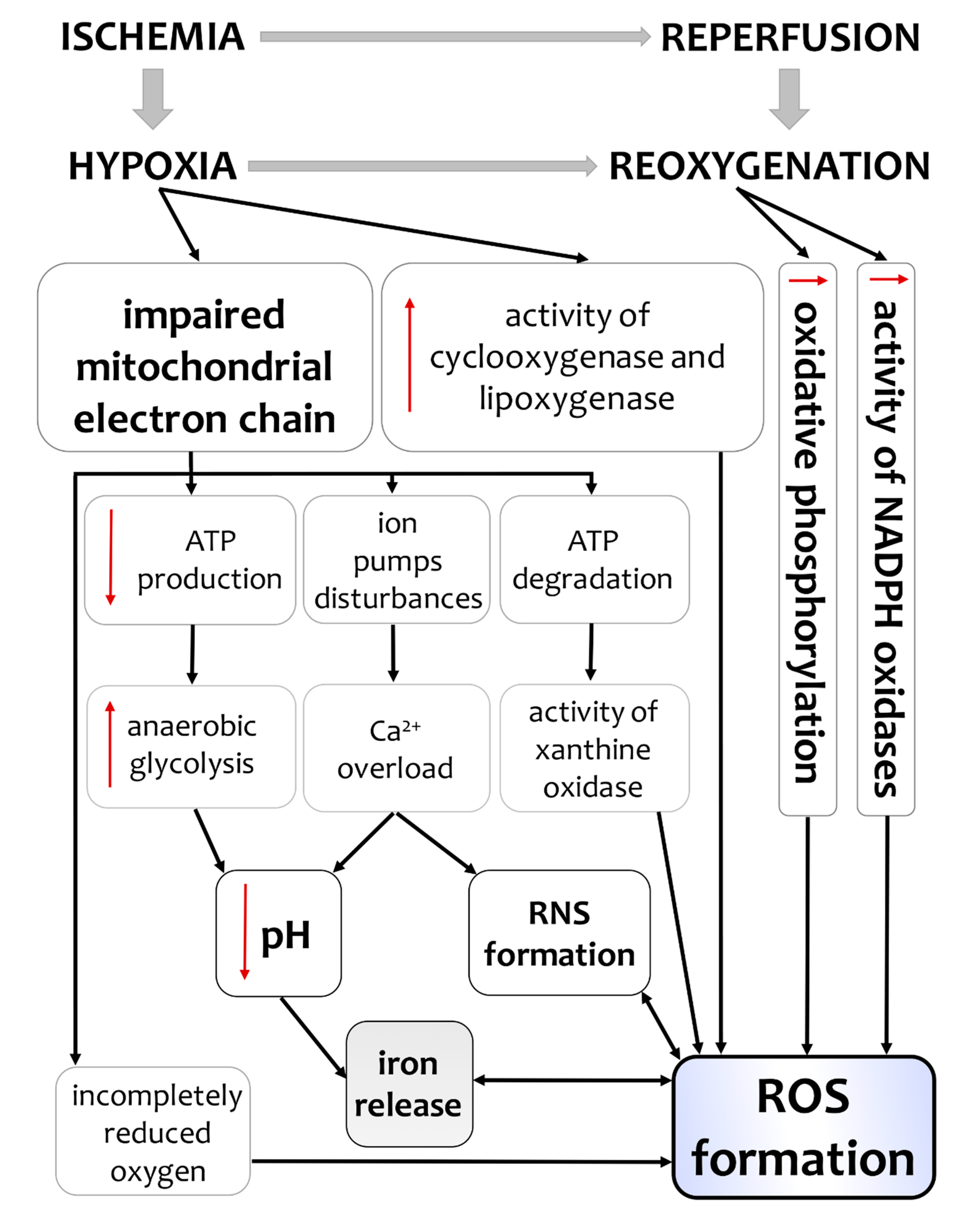 Antioxidants 09 00898 g001 Antioxidants 09 00898 g001