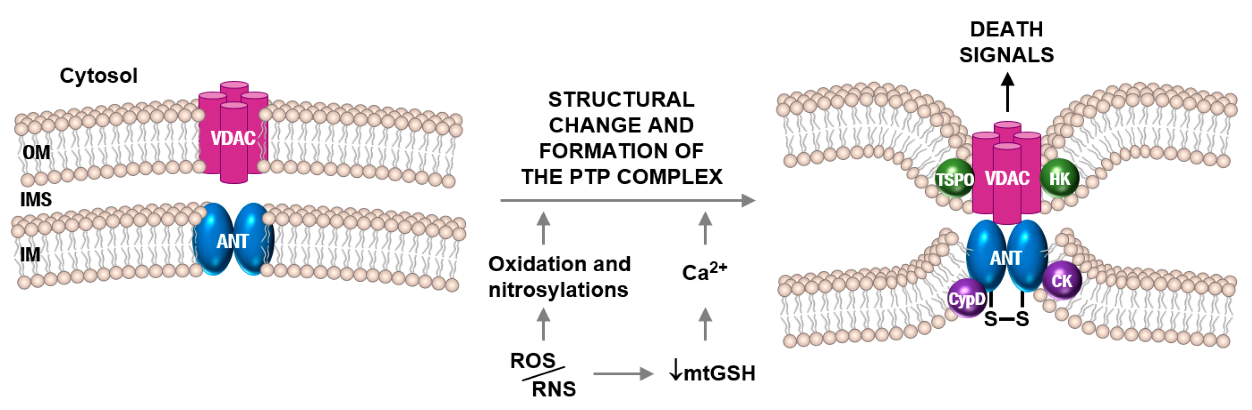 Antioxidants 09 00901 g002 Antioxidants 09 00901 g002