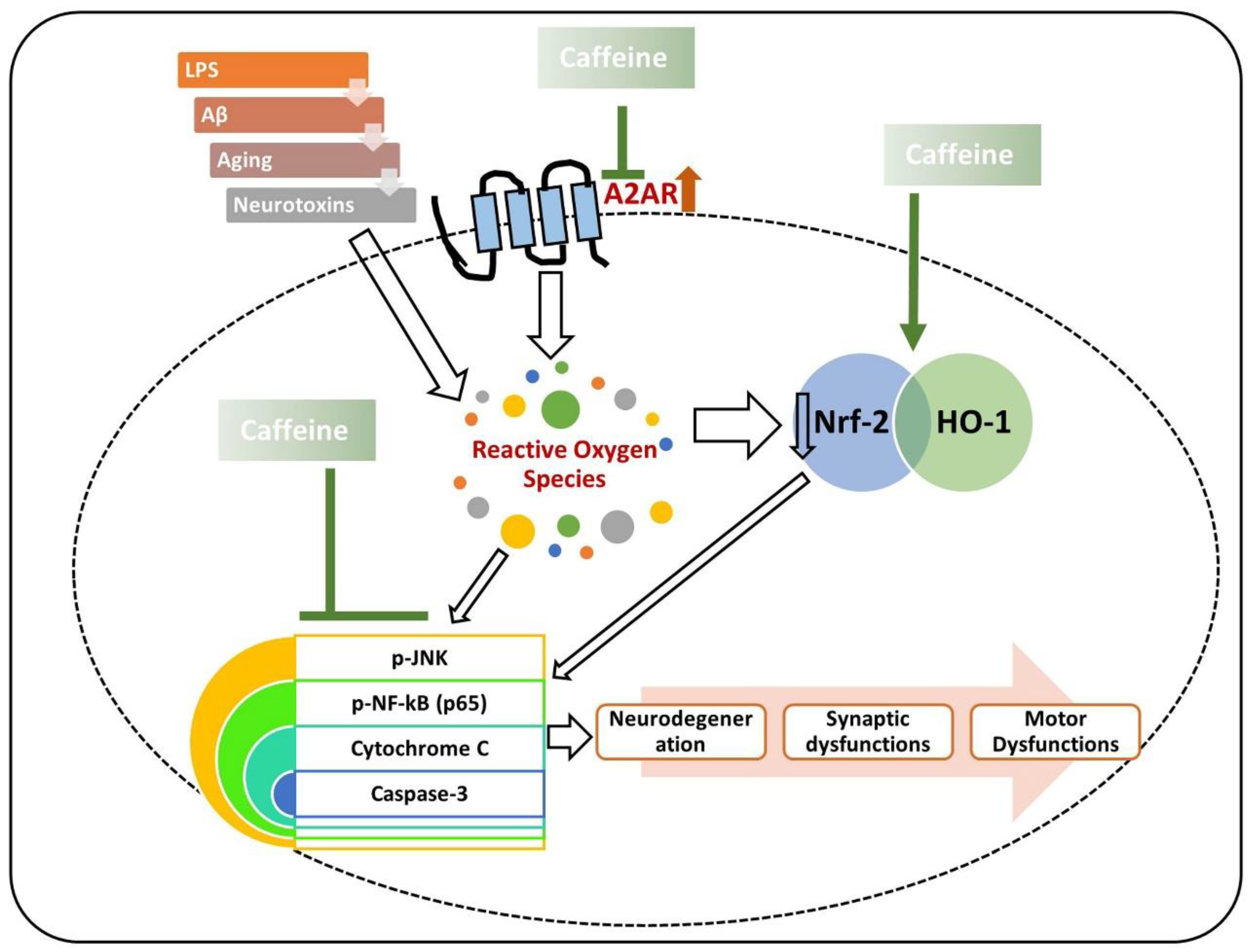 Antioxidants Free FullText Antioxidant and Neuroprotective Effects
