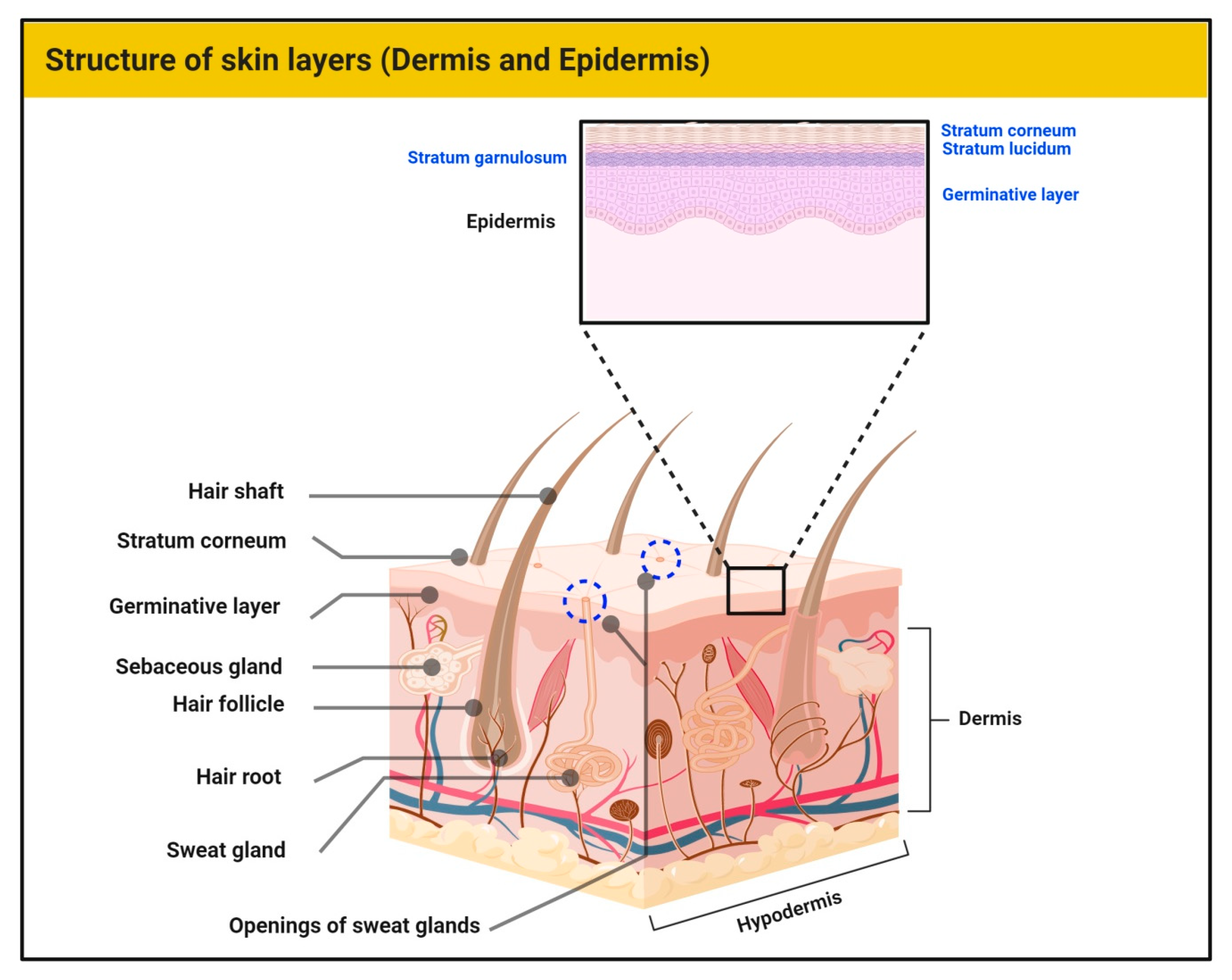An Update on the Role of Dietary Phytochemicals in Human Skin 