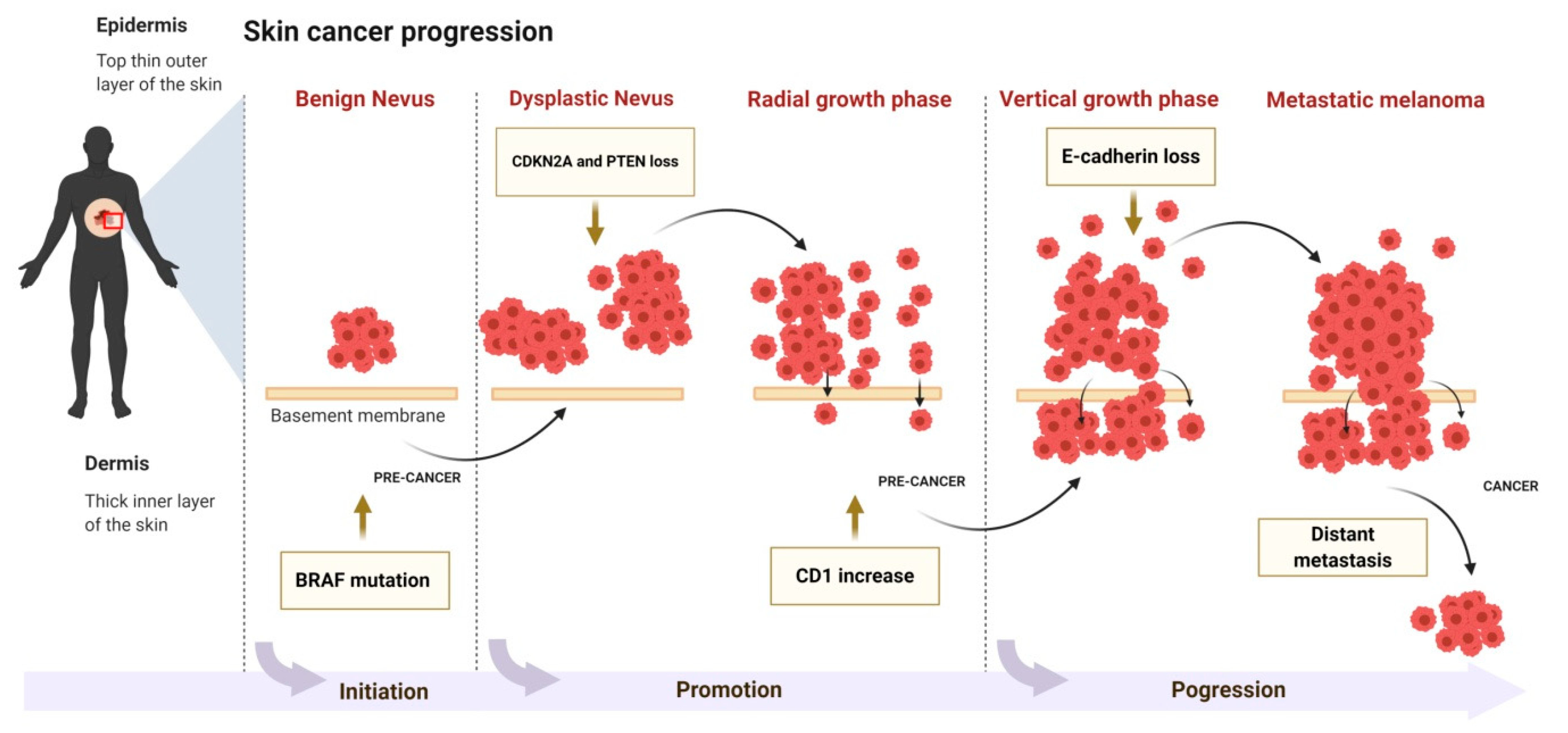 Antioxidants 09 00916 g002 Antioxidants 09 00916 g002