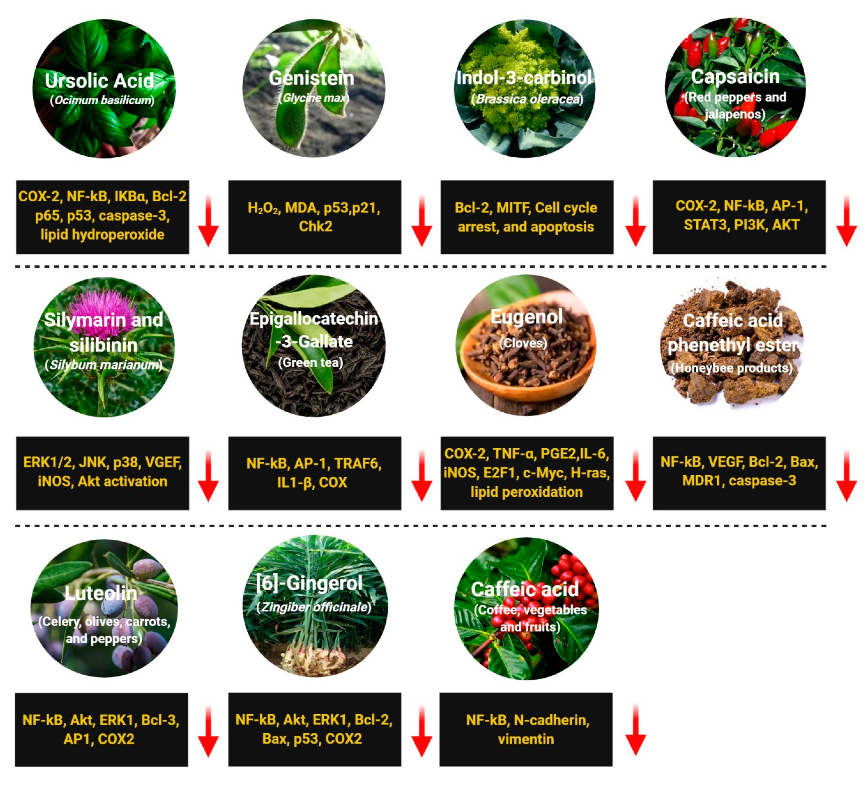 Antioxidants 09 00916 g004 Antioxidants 09 00916 g004