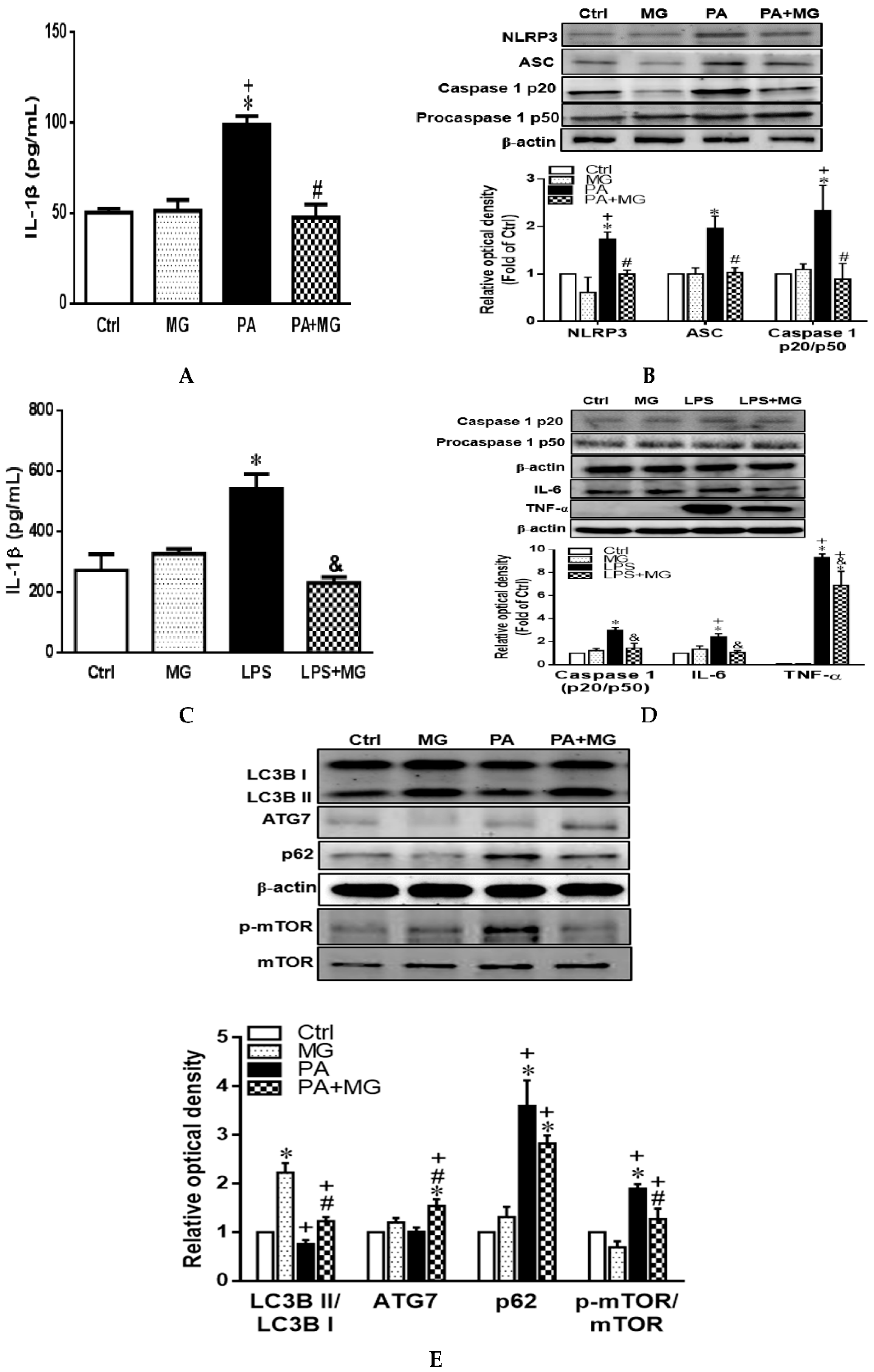 Antioxidants 09 00924 g006 Antioxidants 09 00924 g006