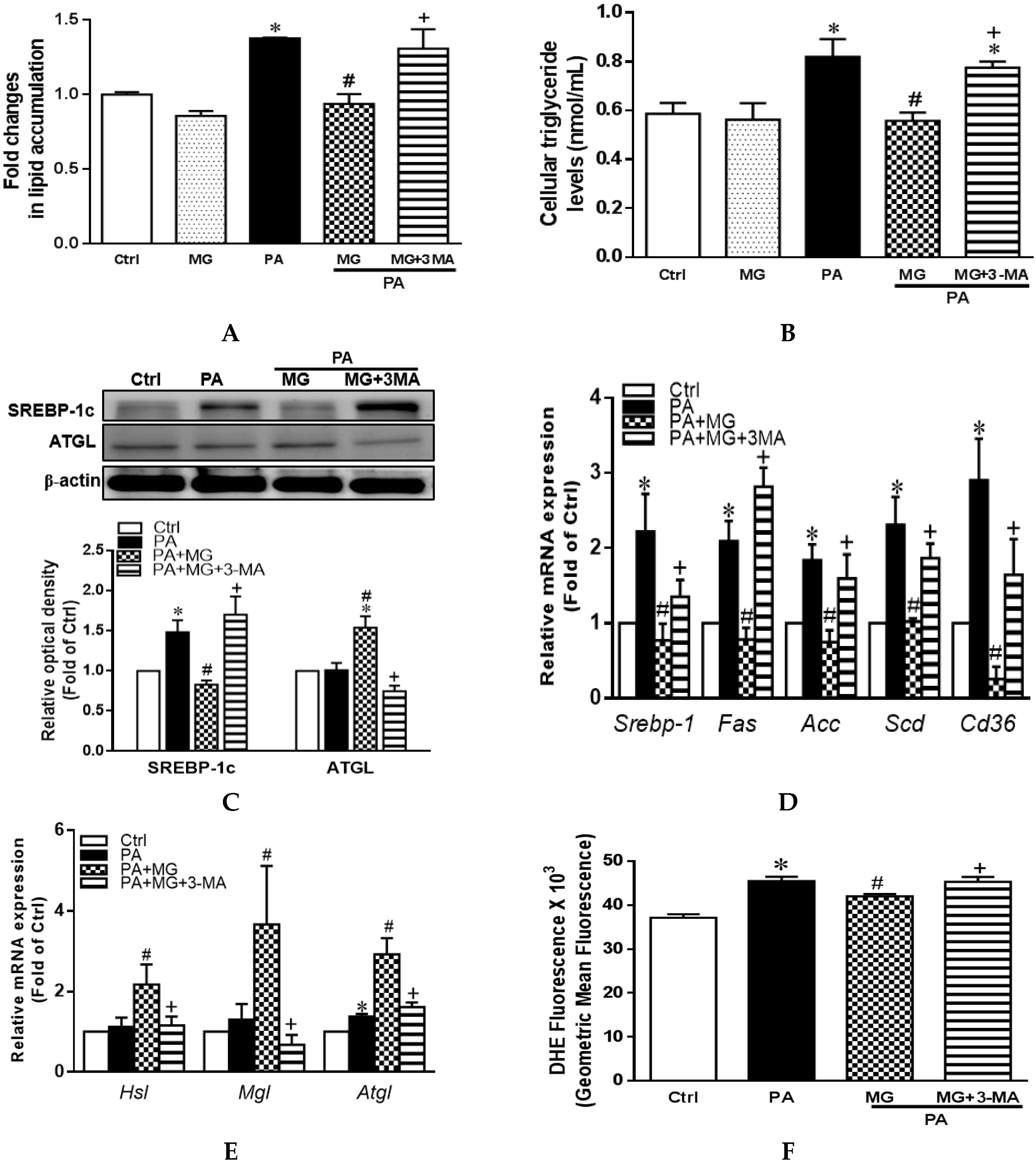 Antioxidants 09 00924 g007a Antioxidants 09 00924 g007a