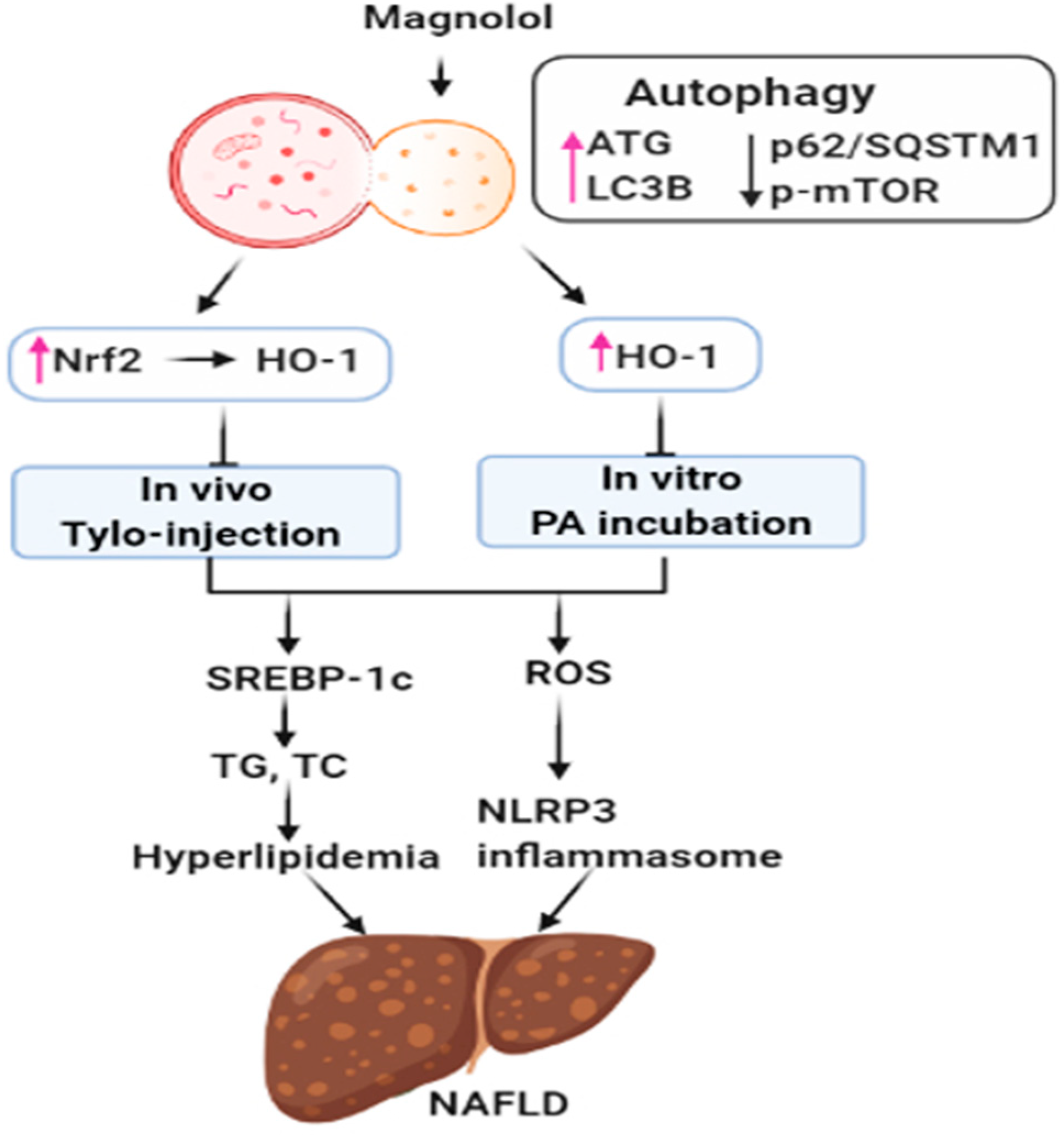 Antioxidants 09 00924 g008 Antioxidants 09 00924 g008