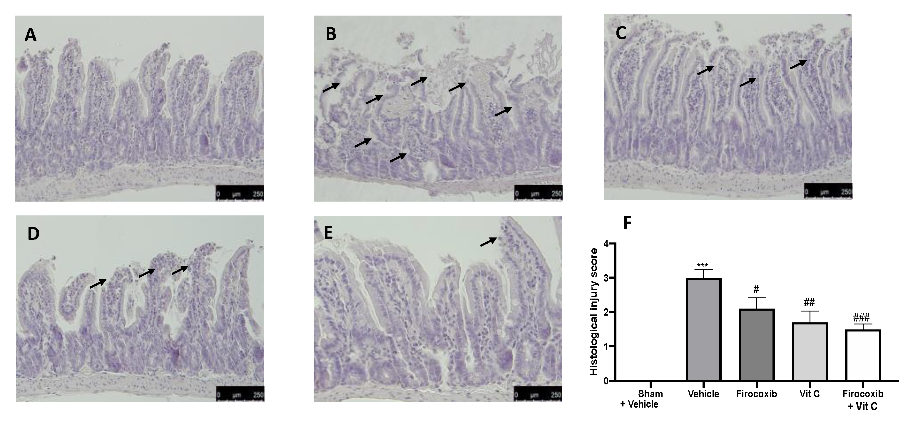Antioxidants 09 00930 g005