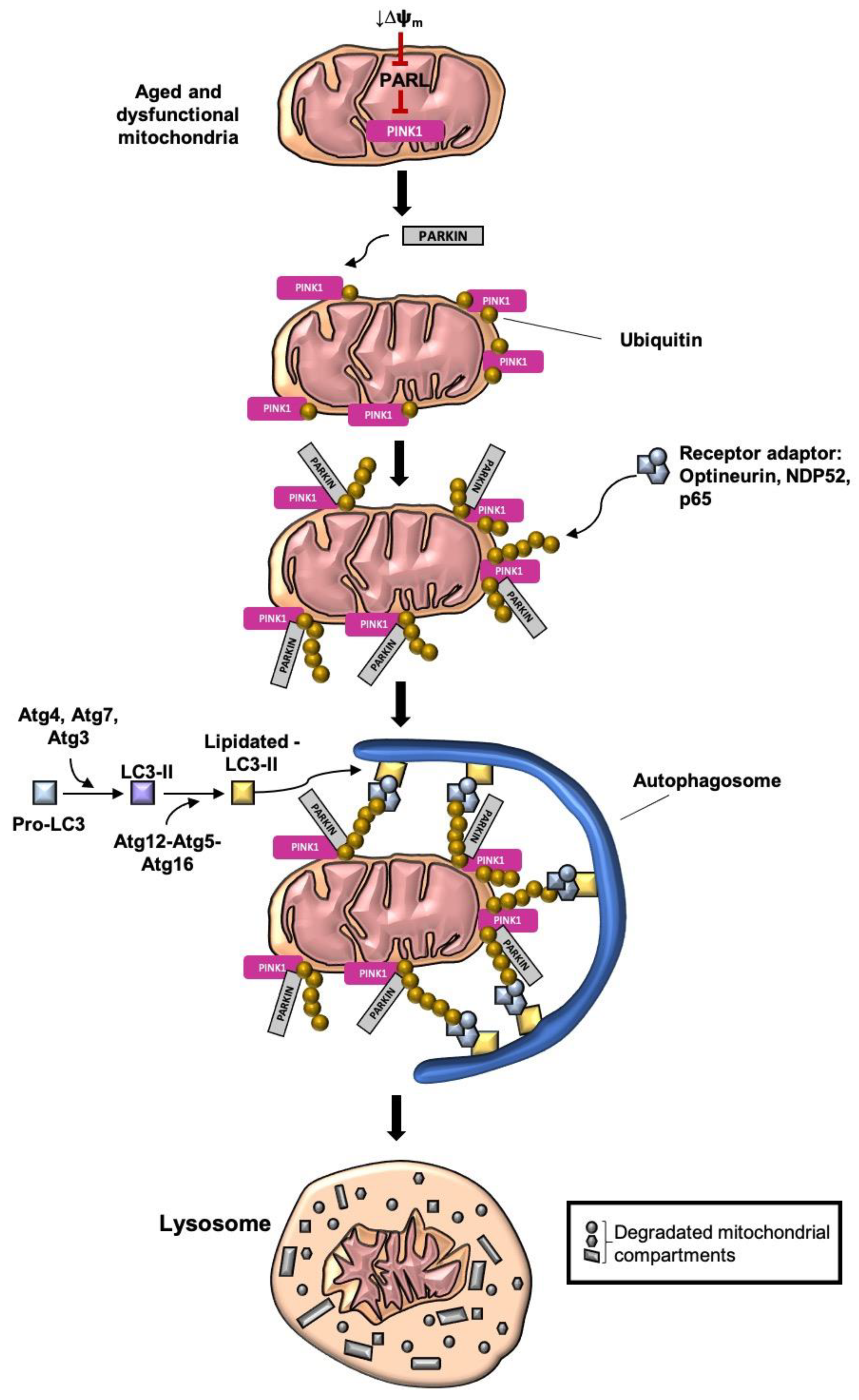 Antioxidants 09 00932 g003 Antioxidants 09 00932 g003