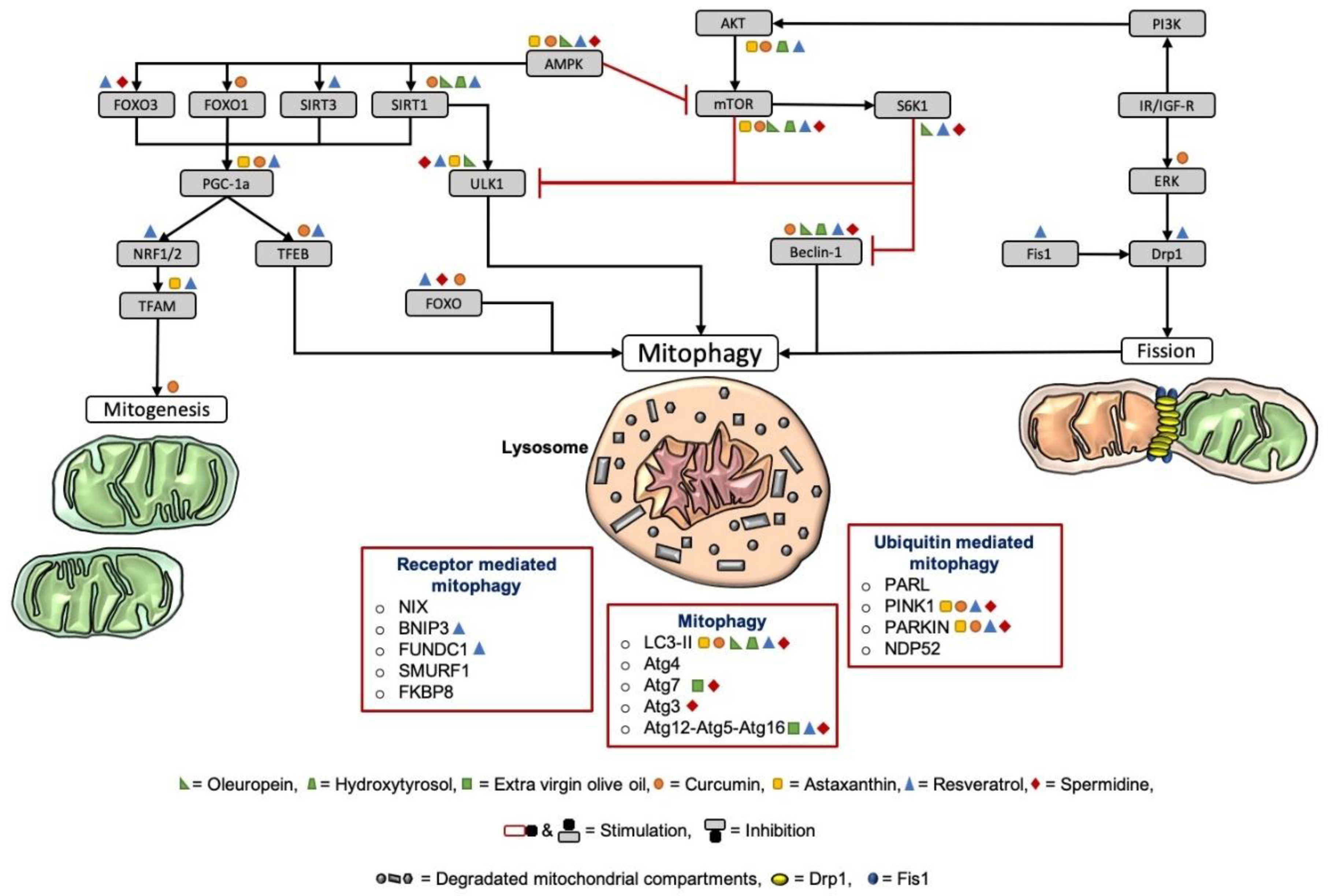 Antioxidants 09 00932 g004 Antioxidants 09 00932 g004