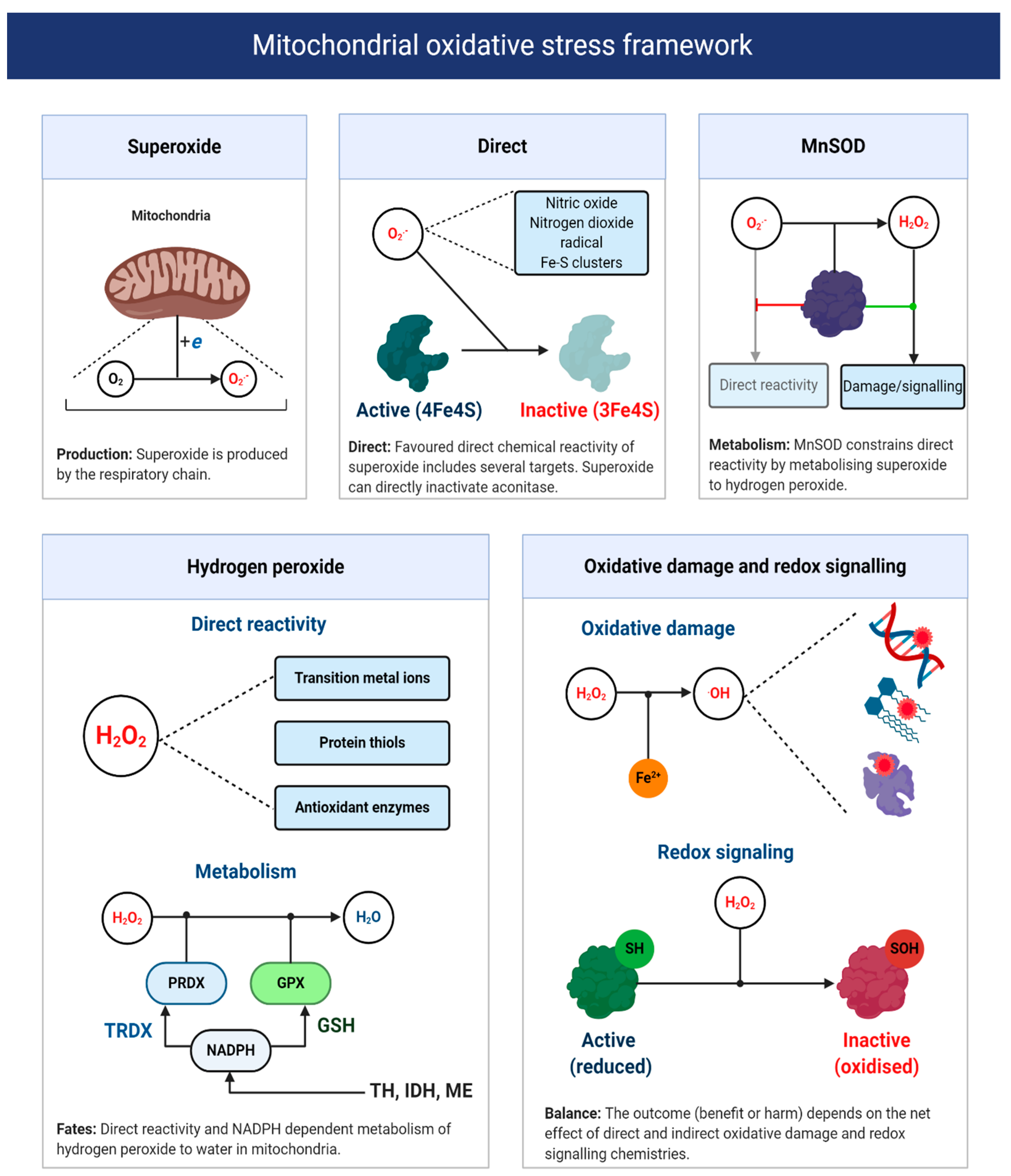 Antioxidants 09 00933 g006 Antioxidants 09 00933 g006