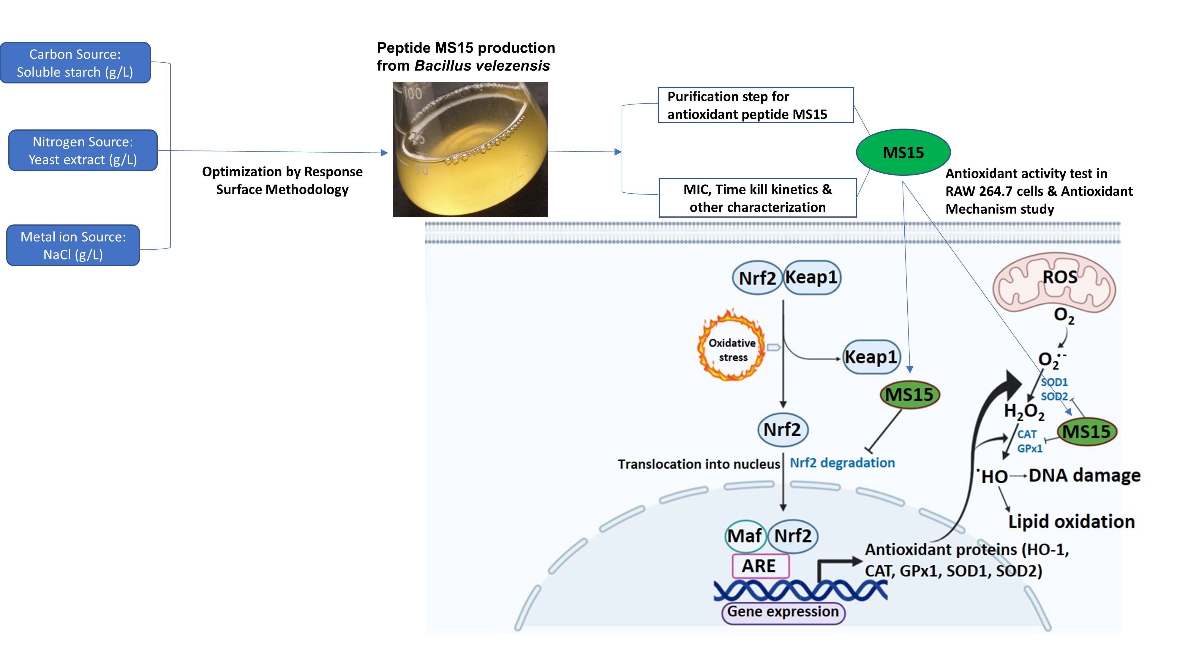 Antioxidants Free FullText Reduction of Oxidative Stress through