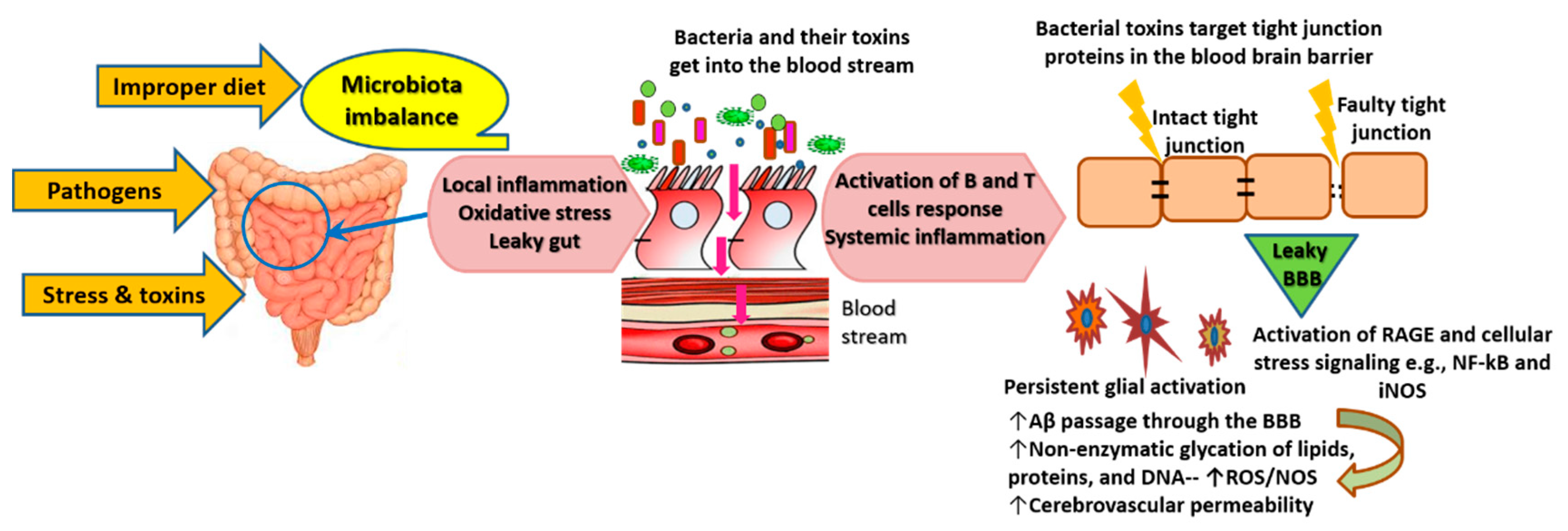 Vitamin ABC(D)HE(K) Dr Tóthfalusi László - ppt letölteni