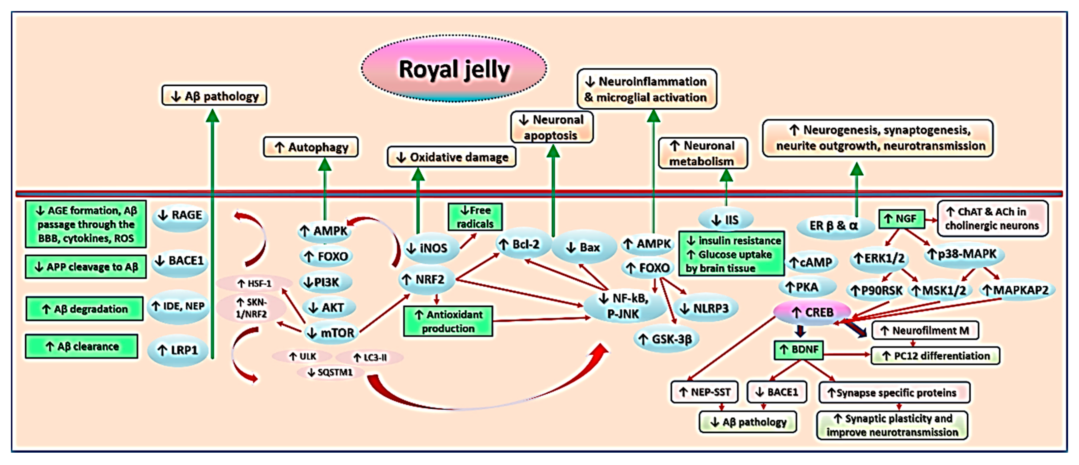 derma rose bőrápoló anti aging krém