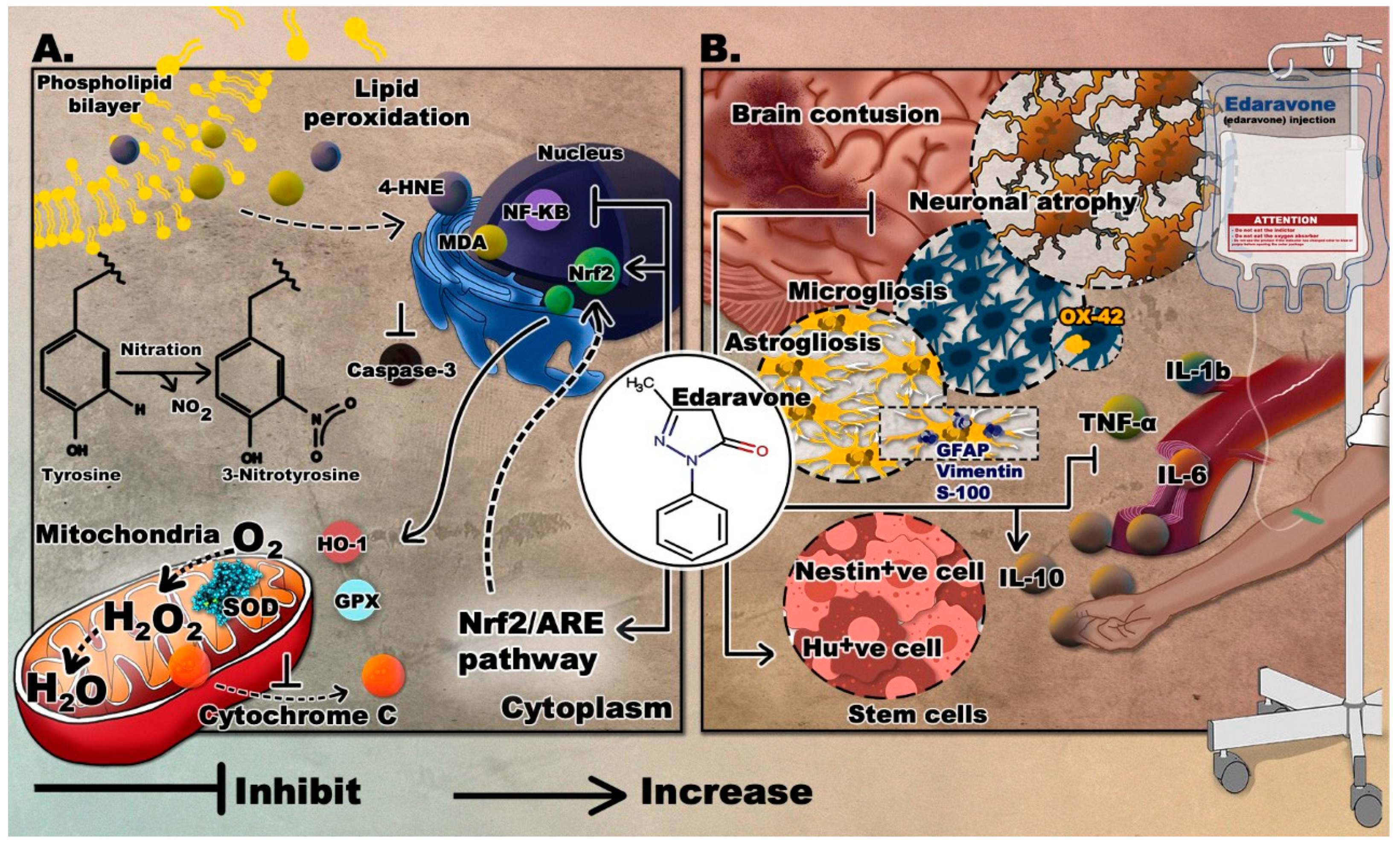Antioxidants 09 00943 g002