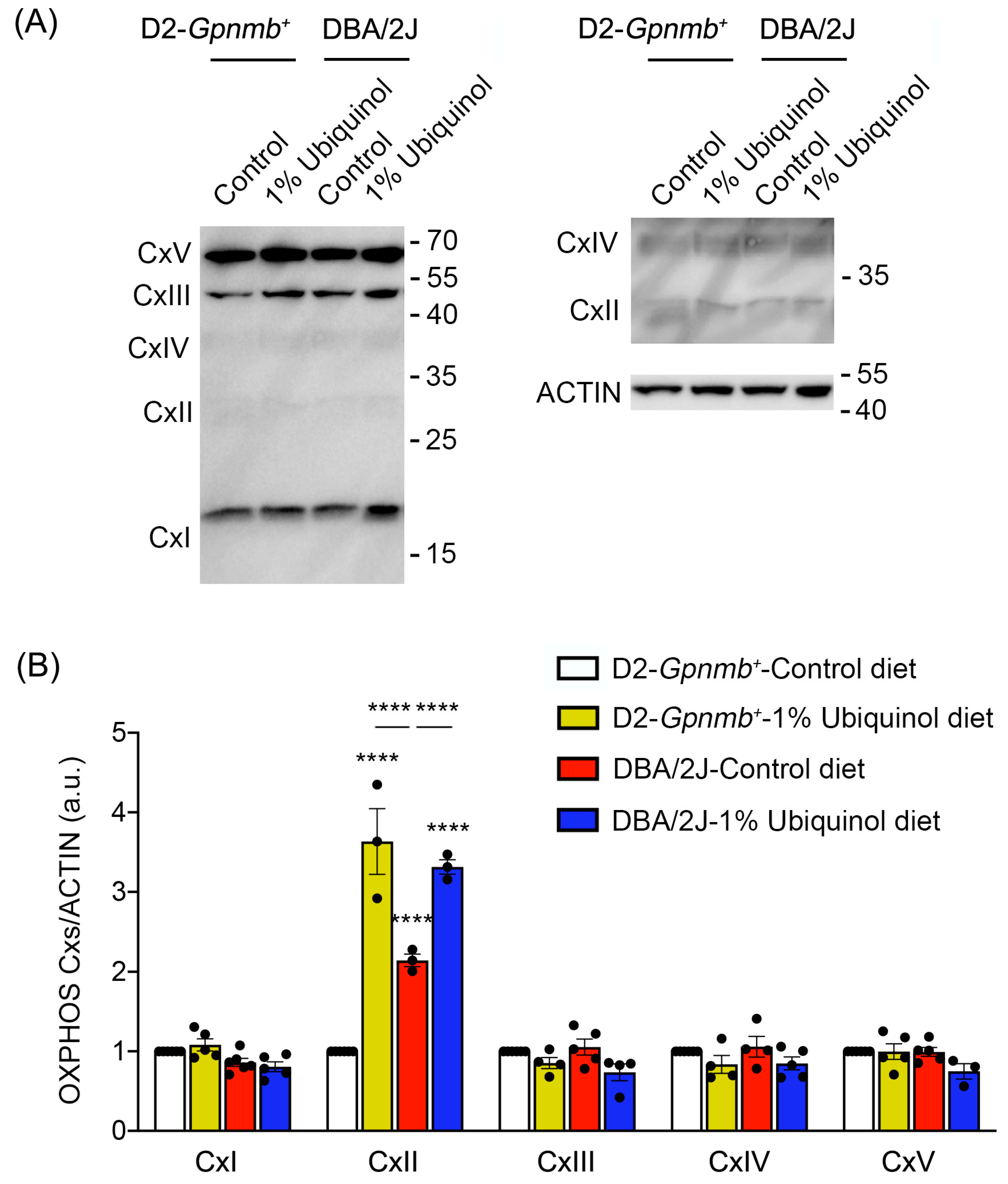 Antioxidants 09 00952 g005 Antioxidants 09 00952 g005
