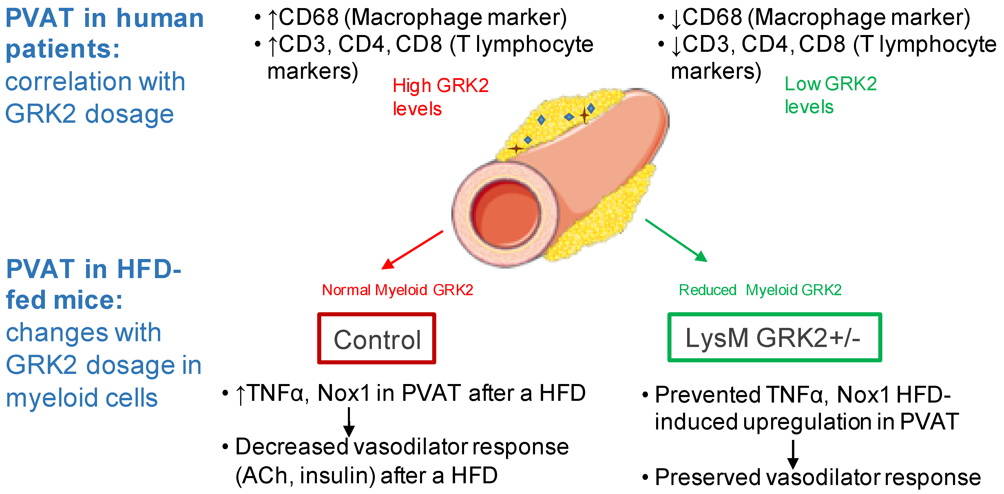 Antioxidants 09 00953 g006 Antioxidants 09 00953 g006