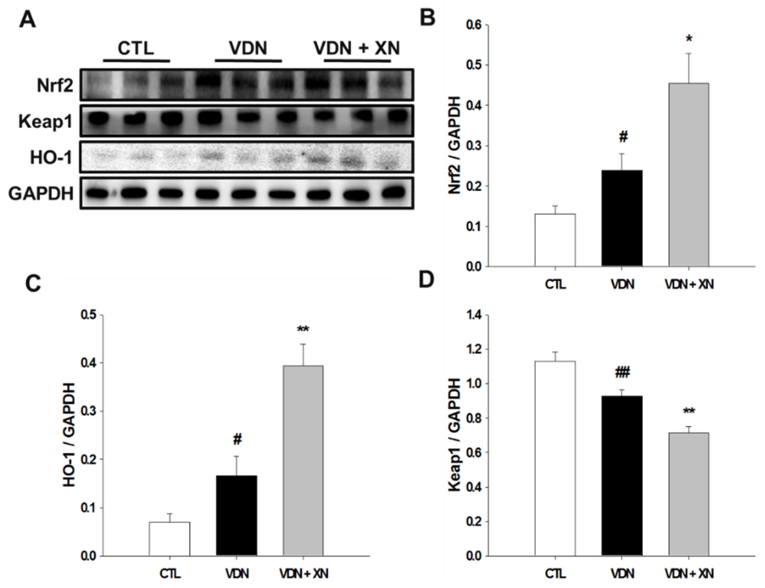 Antioxidants 09 00956 g008 Antioxidants 09 00956 g008