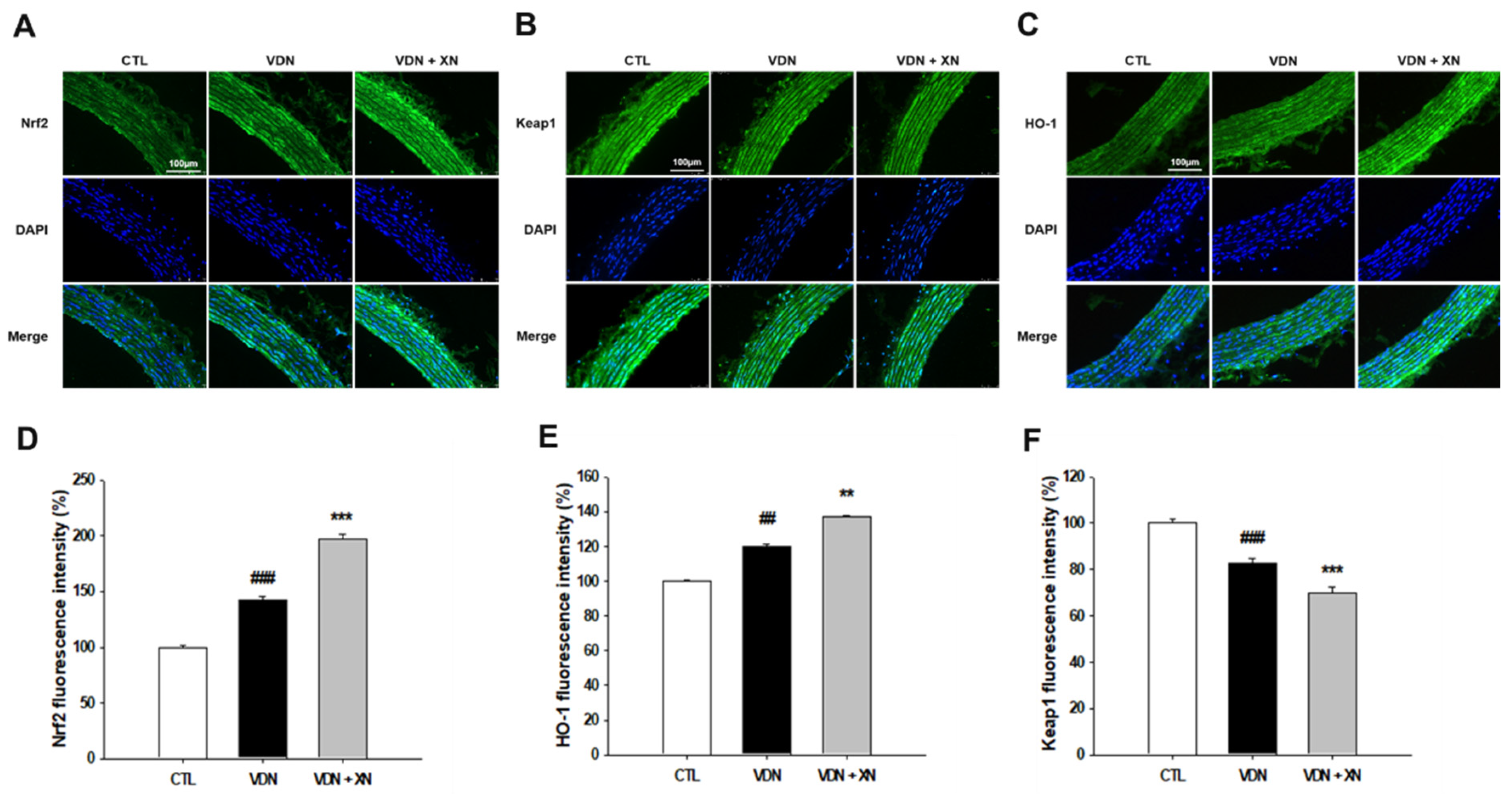 Antioxidants 09 00956 g009 Antioxidants 09 00956 g009