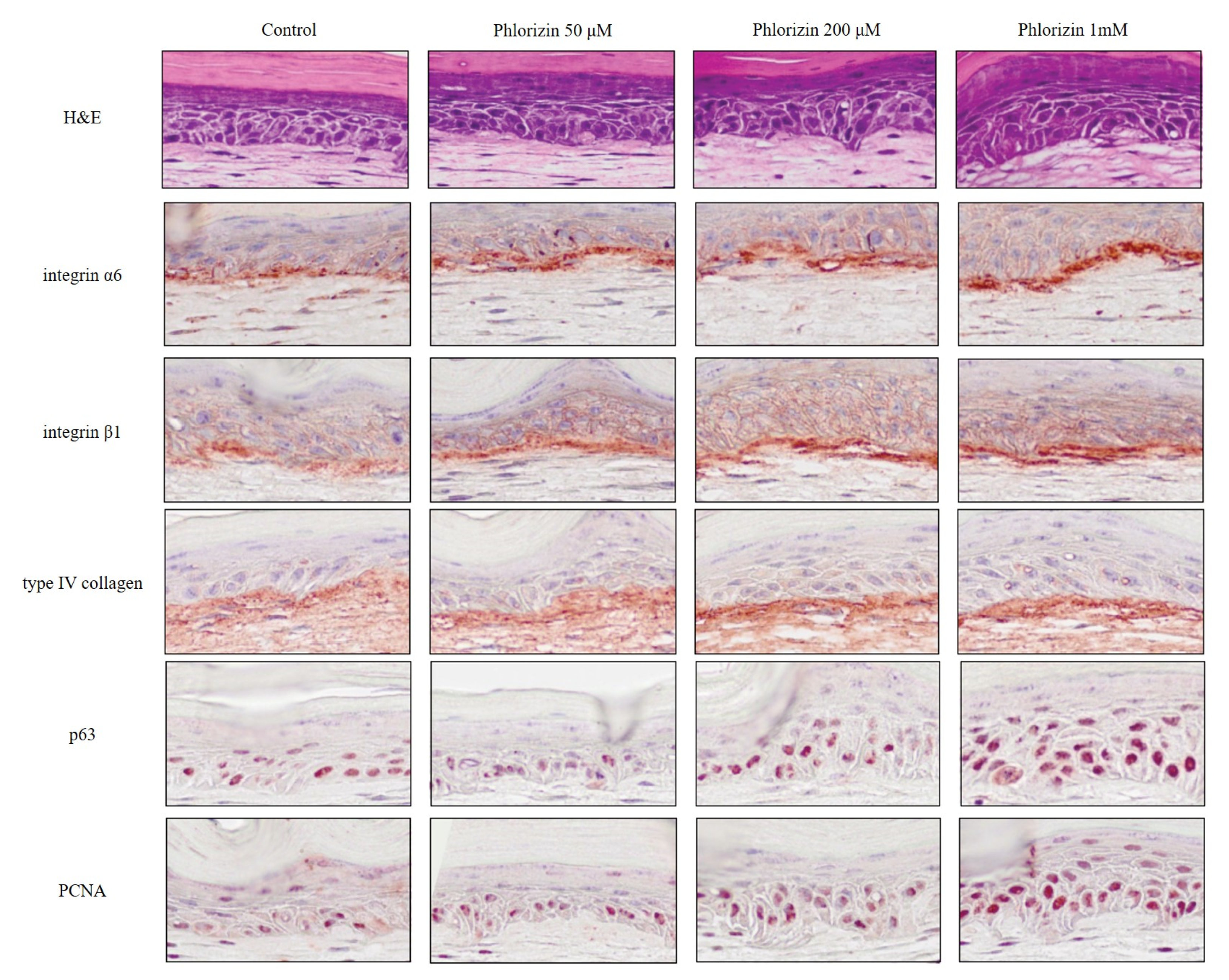 Antioxidants 09 00958 g002 Antioxidants 09 00958 g002
