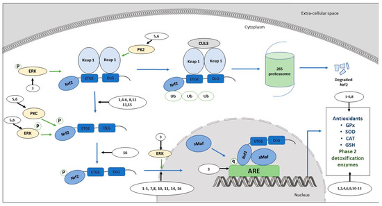 Regulation of Nrf2/ARE Pathway by Dietary Flavonoids: A