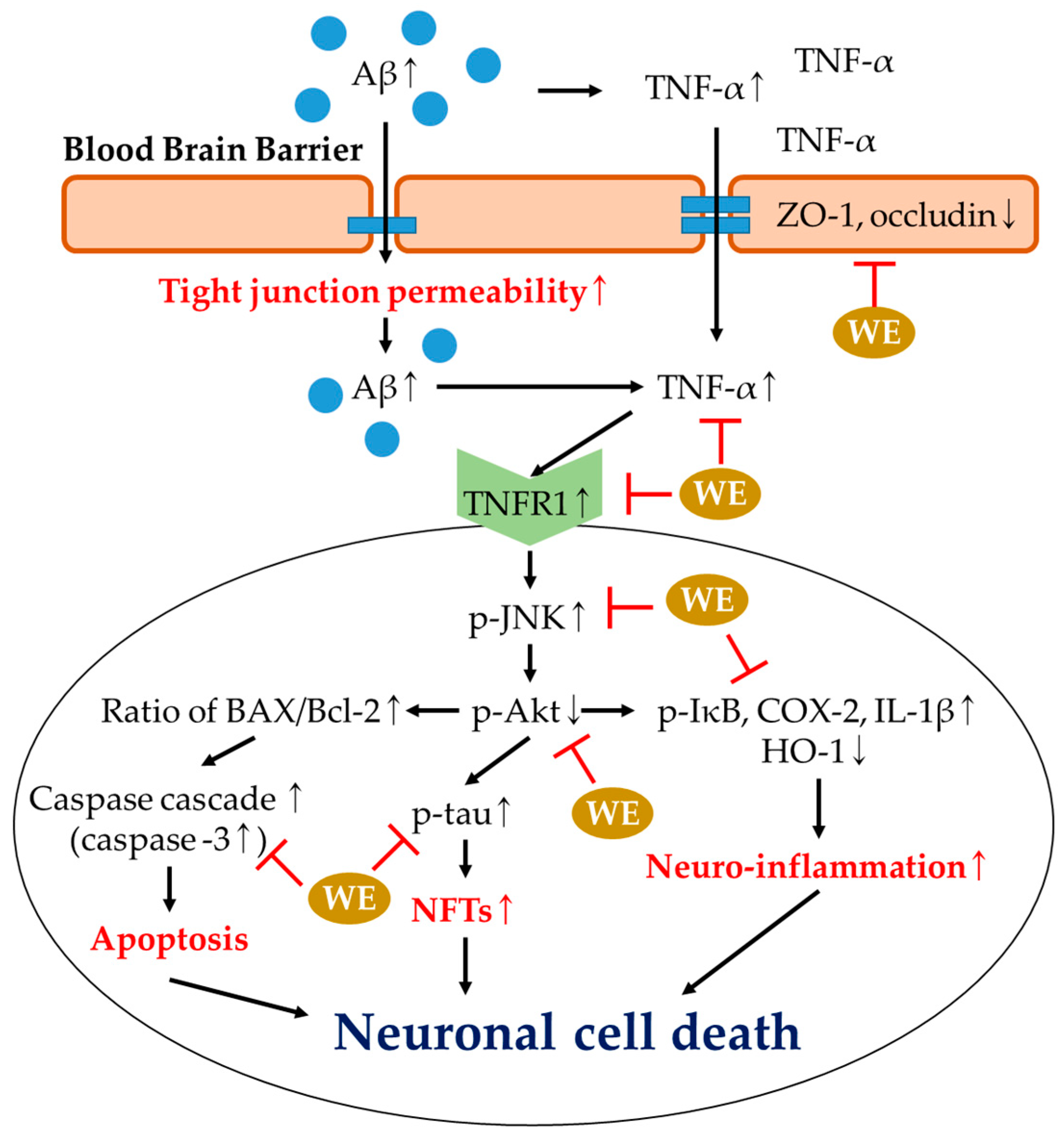 Antioxidants 09 00976 g010