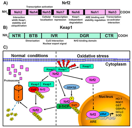 その他 PROTANDIM NRF2 Nrf2: A promising therapeutic target in bone-related
