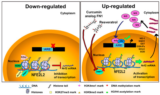 その他 PROTANDIM NRF2 Roles of Nrf2 in Liver Diseases: Molecular, Pharmacological