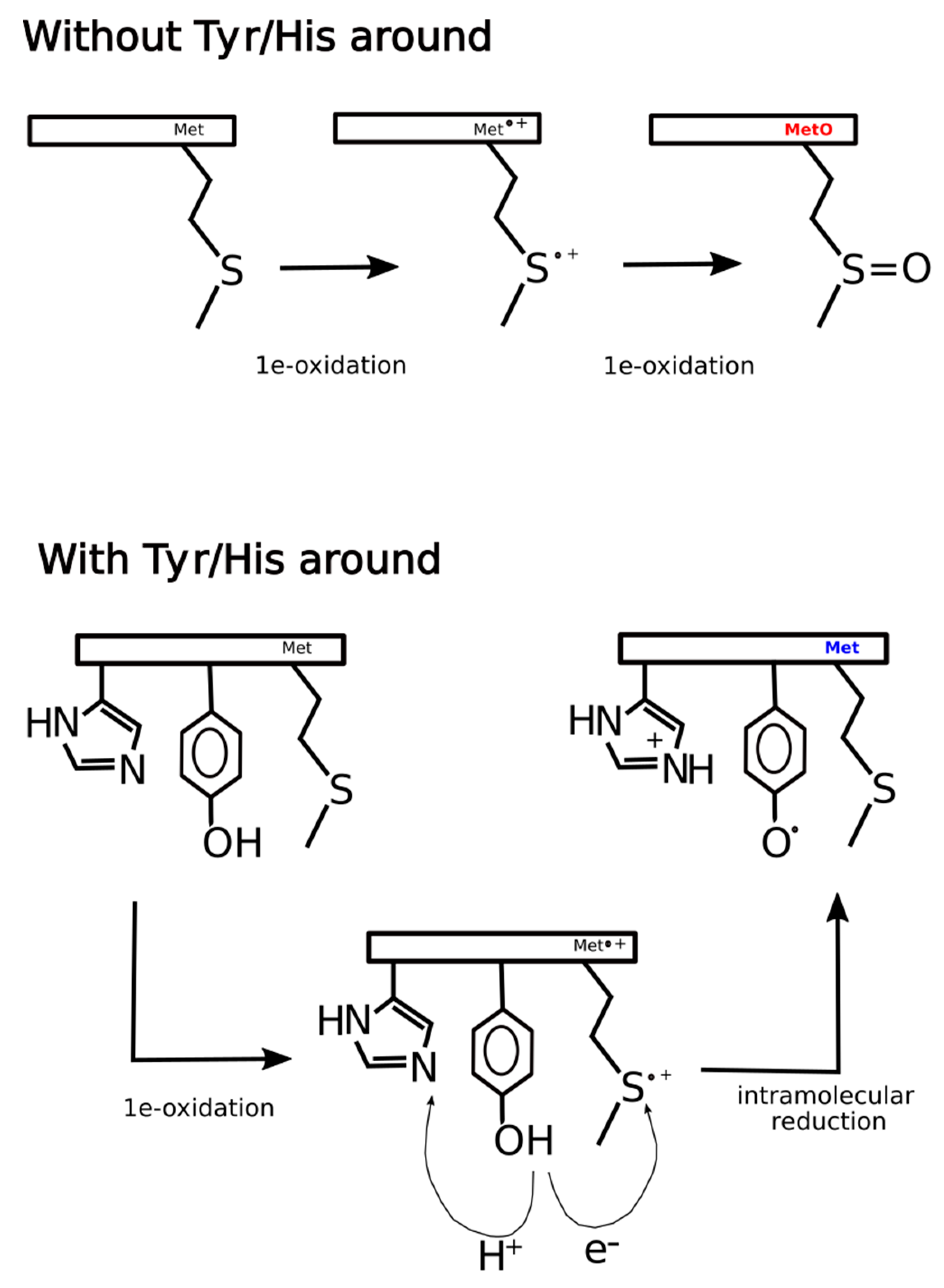 Antioxidants 09 00987 g011 Antioxidants 09 00987 g011