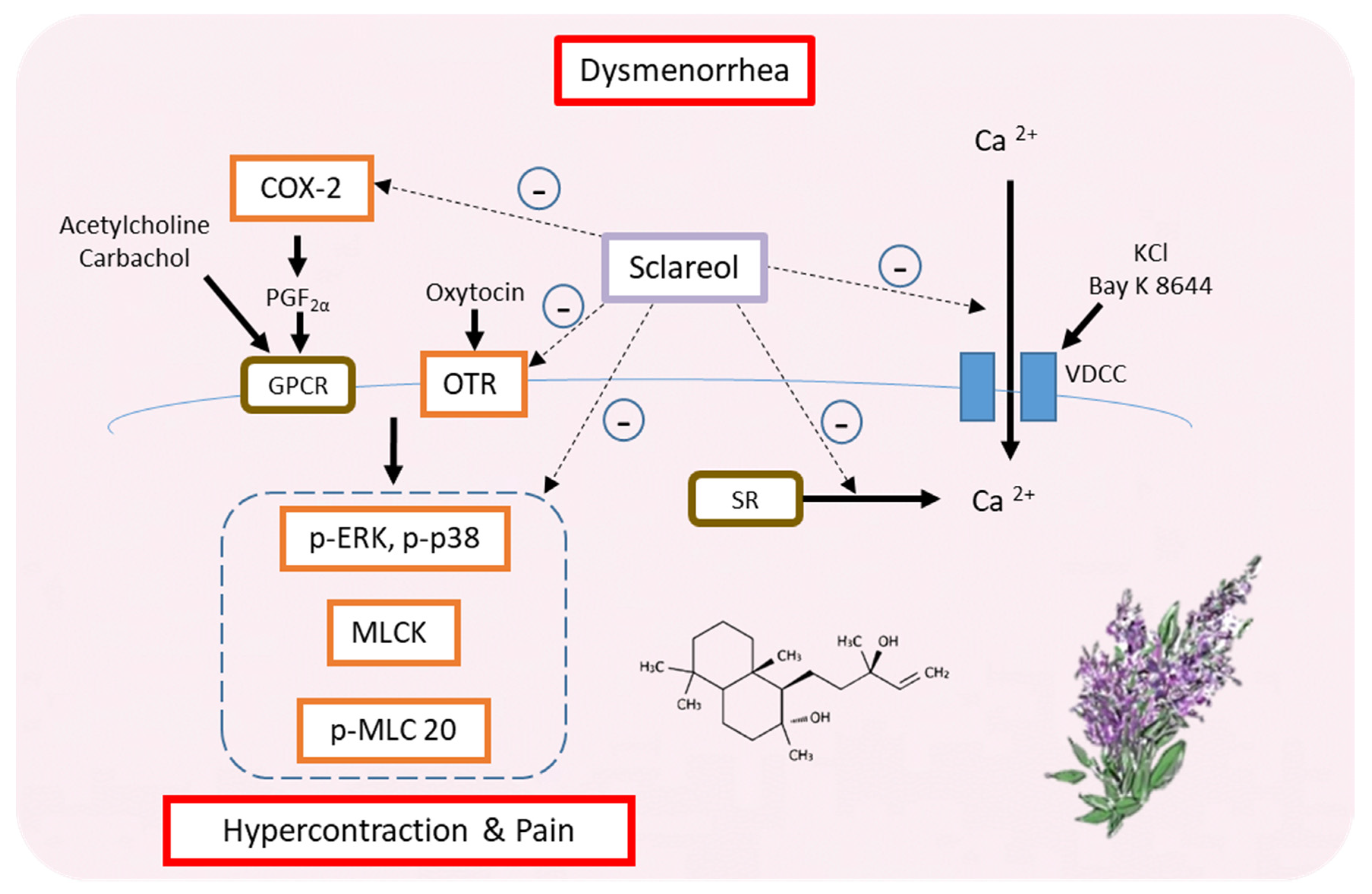 Antioxidants 09 00991 g008 Antioxidants 09 00991 g008