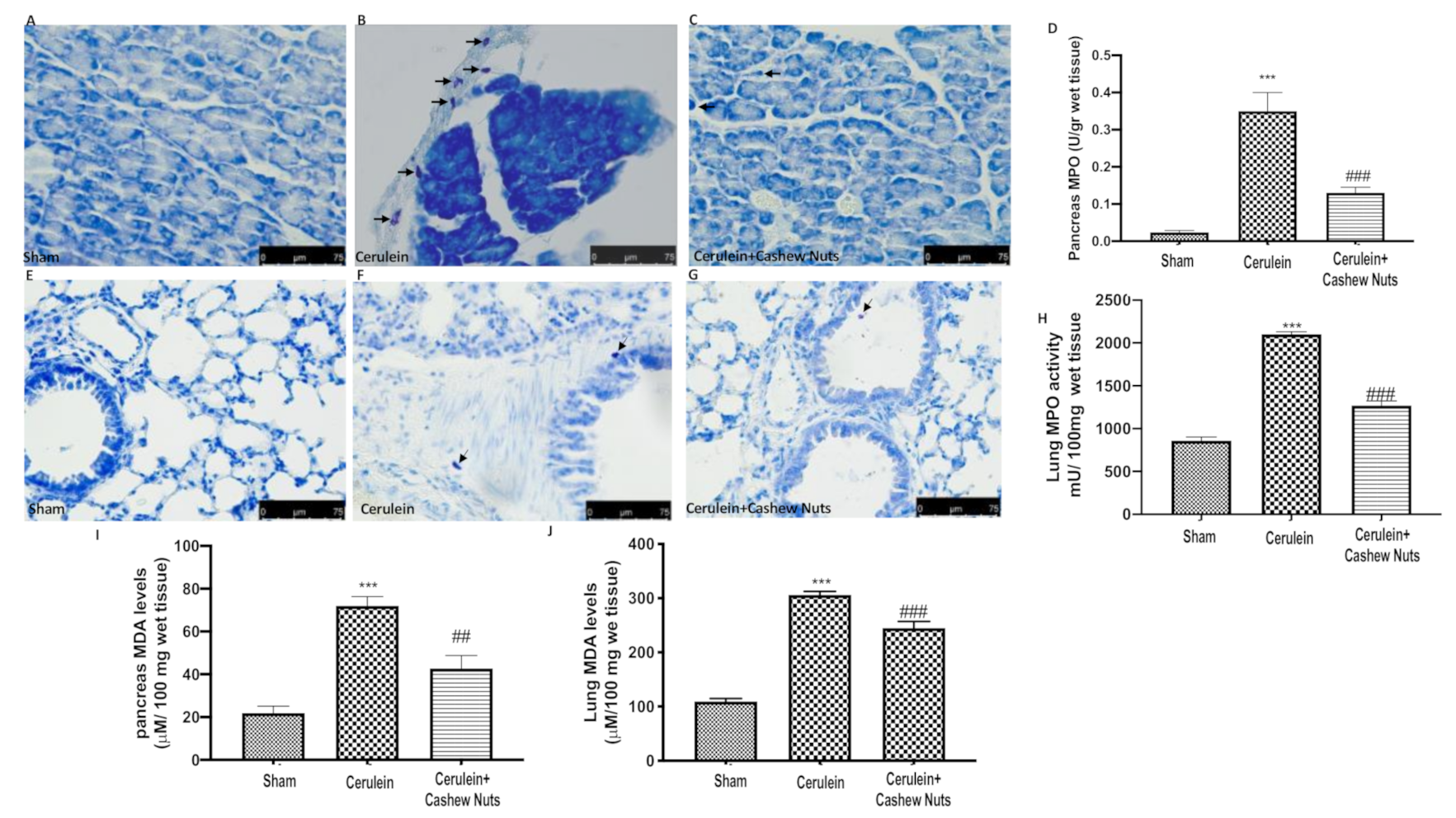 Antioxidants 09 00992 g002 Antioxidants 09 00992 g002