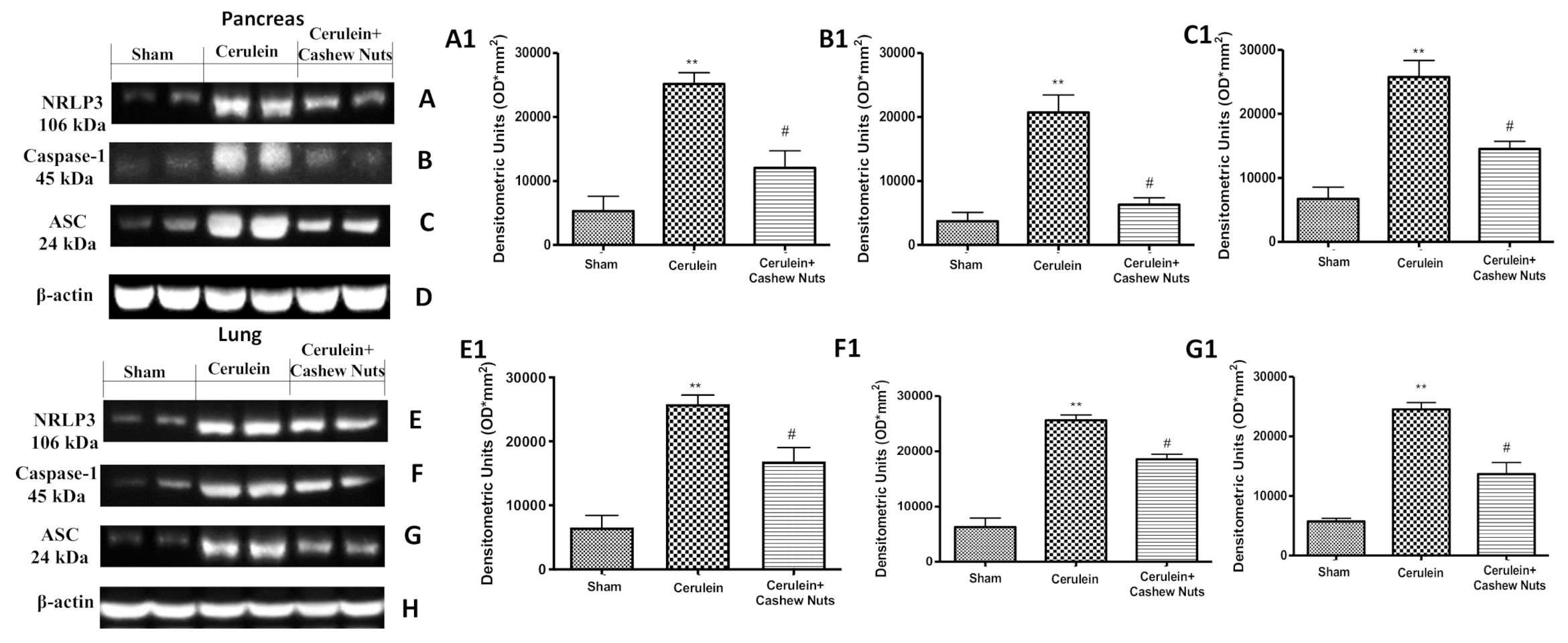Antioxidants 09 00992 g006 Antioxidants 09 00992 g006