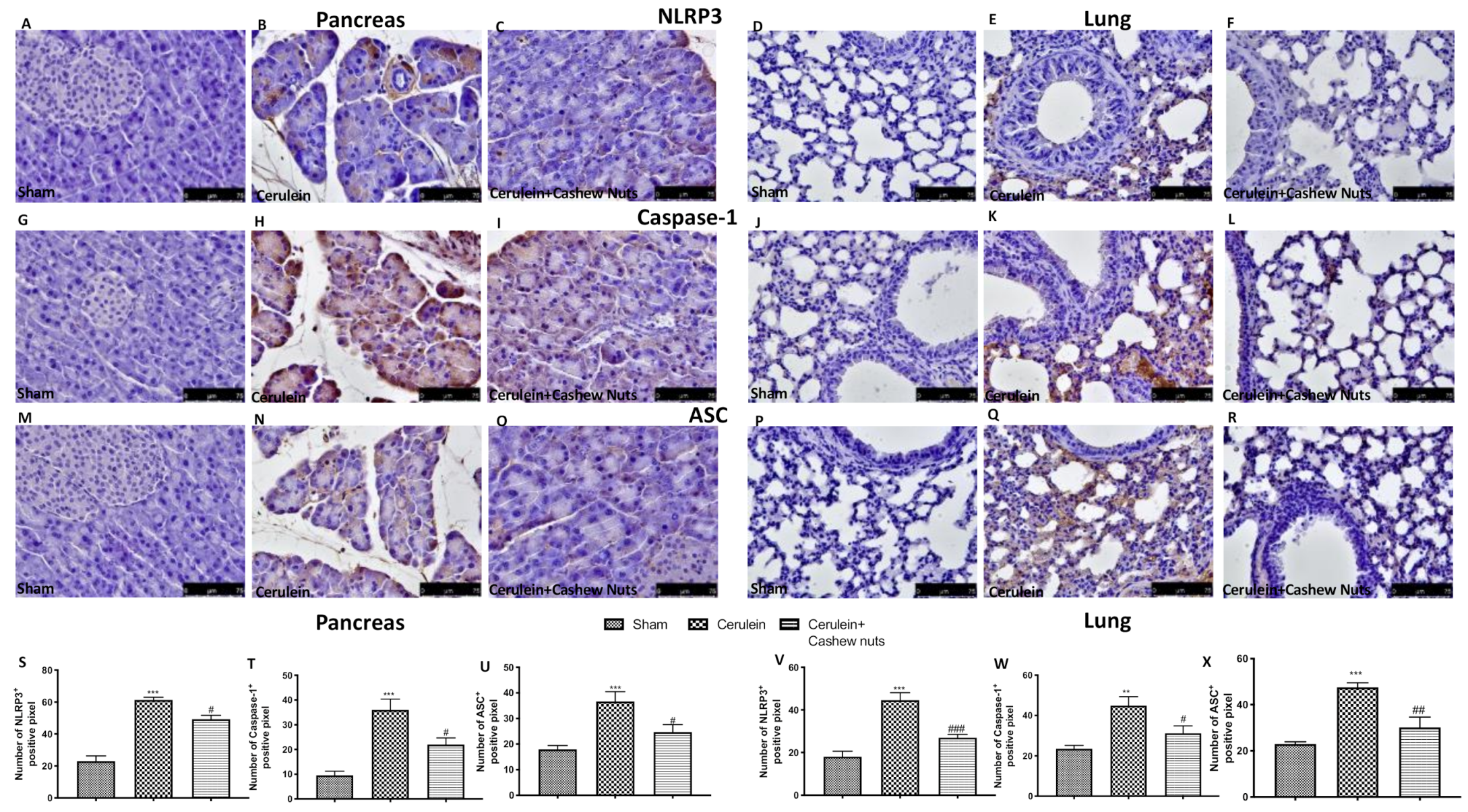 Antioxidants 09 00992 g007 Antioxidants 09 00992 g007