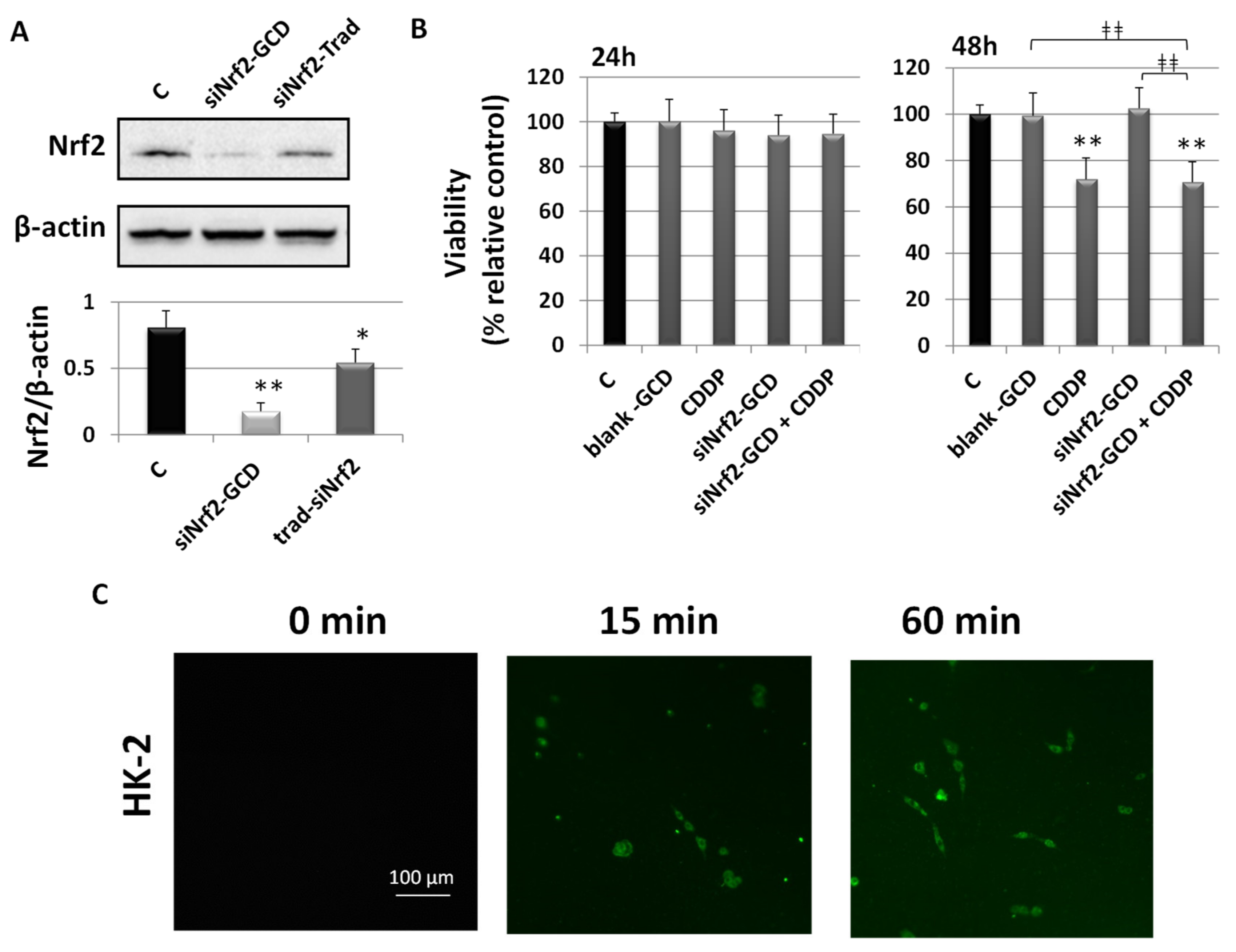 Antioxidants 09 00993 g010