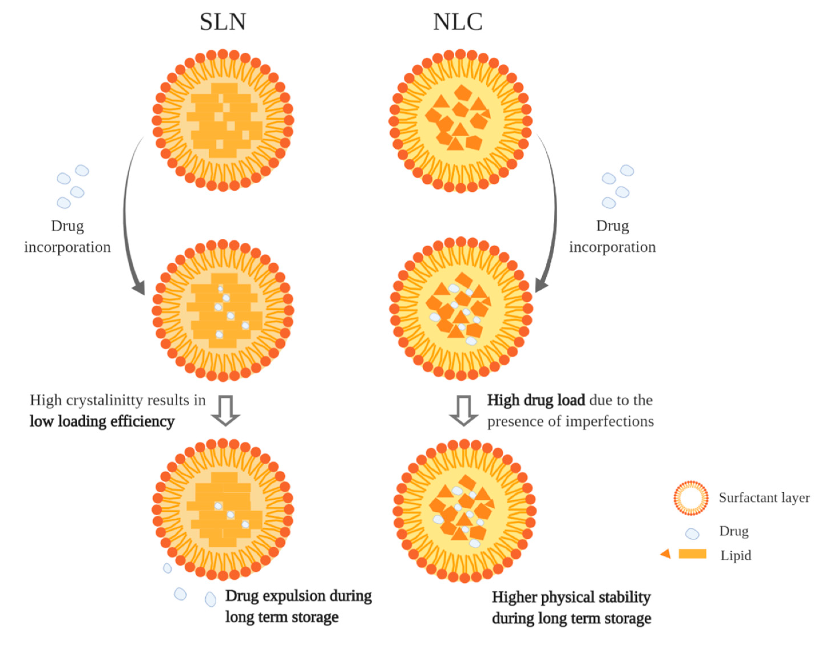 Antioxidants 09 00998 g002 Antioxidants 09 00998 g002