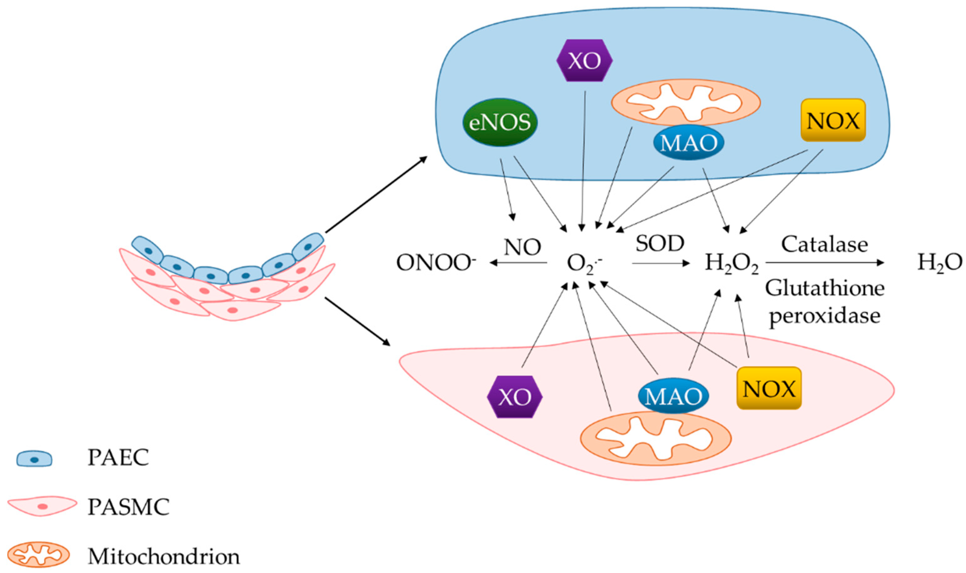 Antioxidants 09 00999 g002