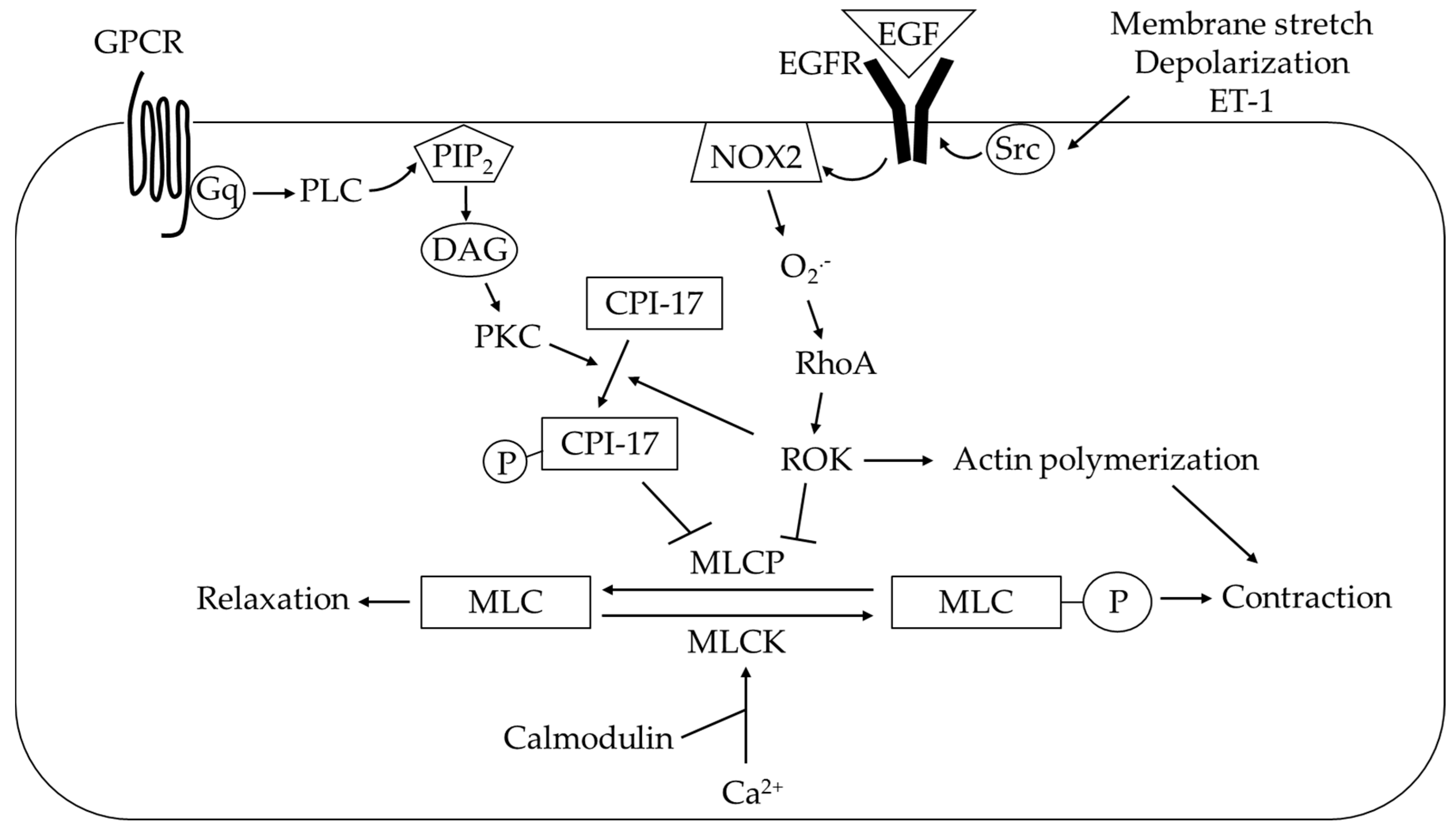 Antioxidants 09 00999 g006