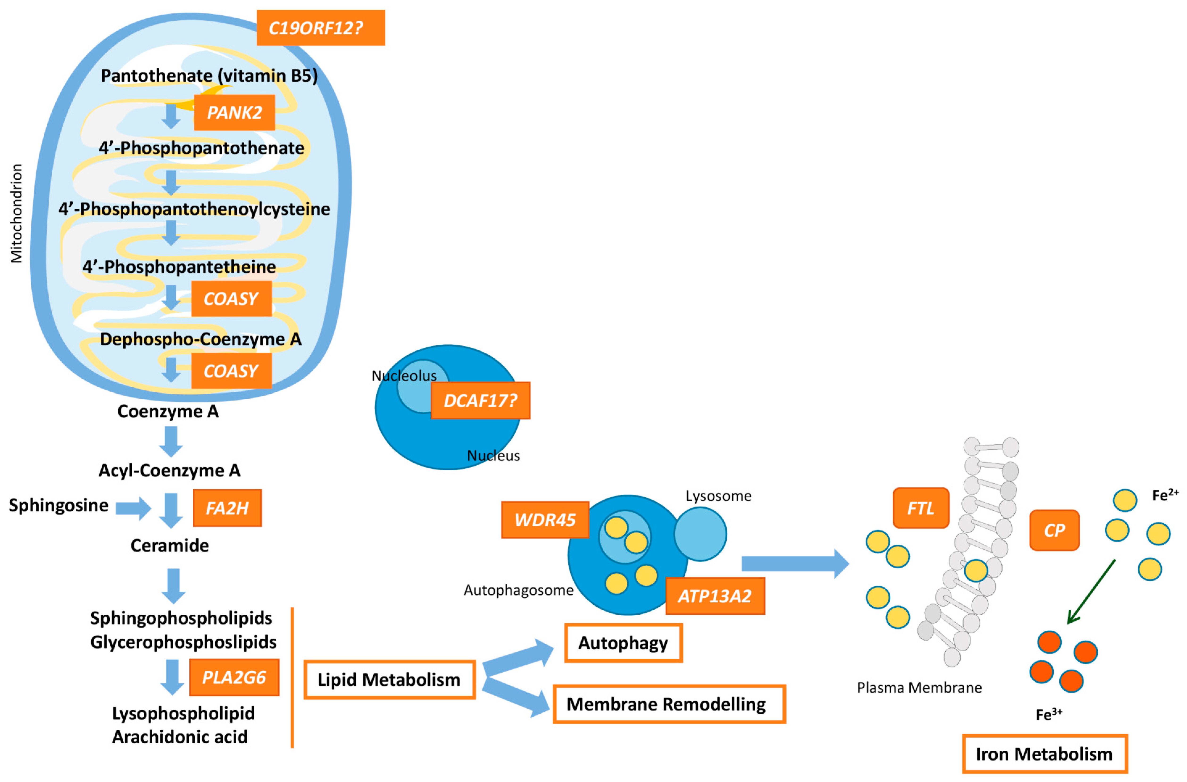 Mitochondrial Dysfunction, Oxidative Stress and