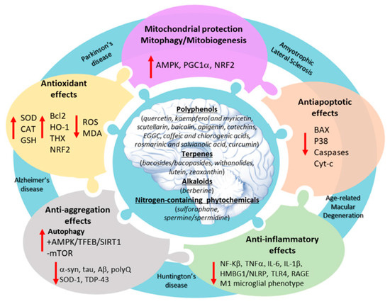 Improving Text Classification in Agricultural Expert Systems
