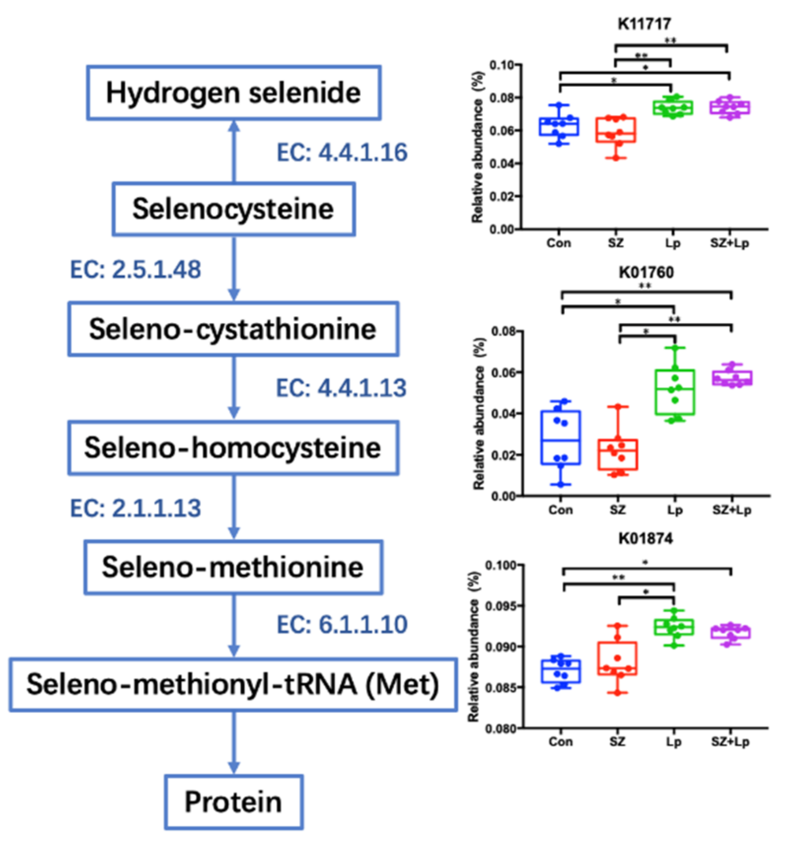 Antioxidants 09 01028 g005 Antioxidants 09 01028 g005