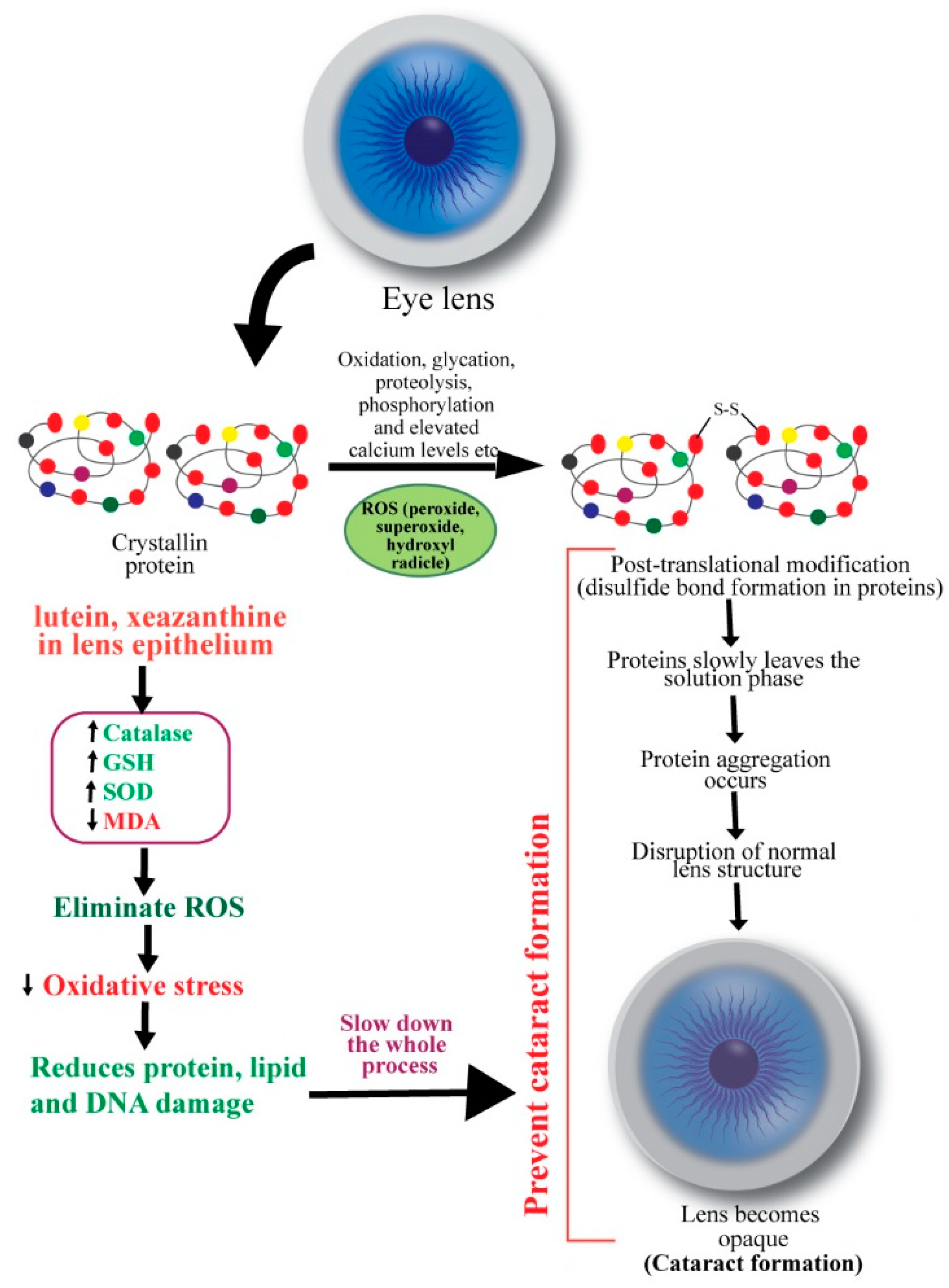 Antioxidants Free FullText A Mechanistic Review of βCarotene
