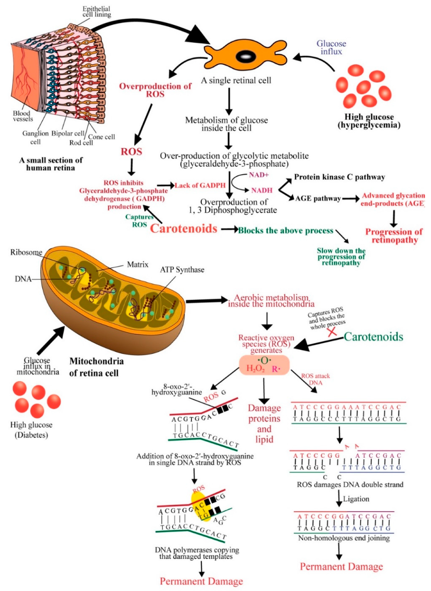 Beta-carotene and cellular health