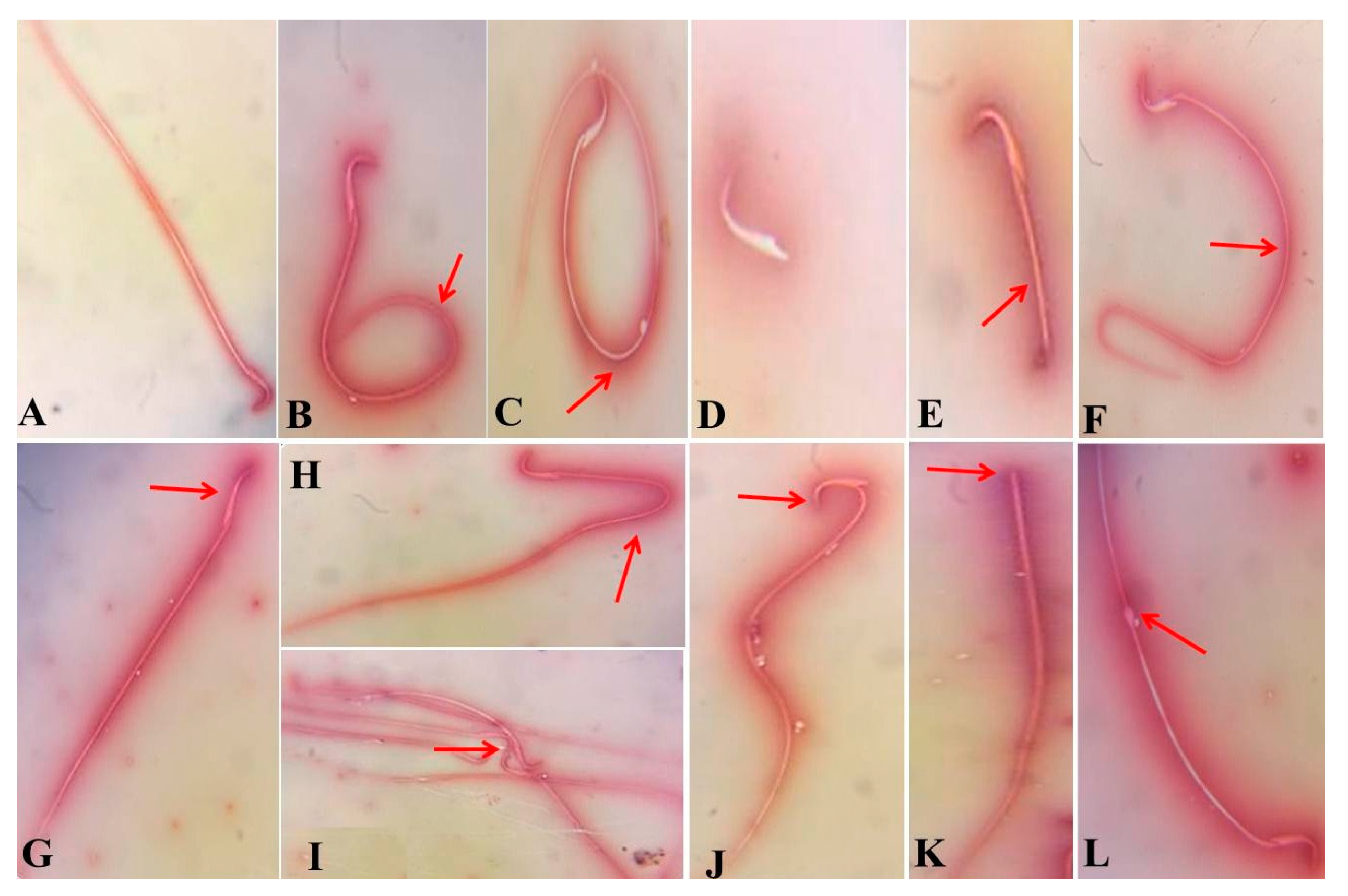 Antioxidants 09 01053 g001