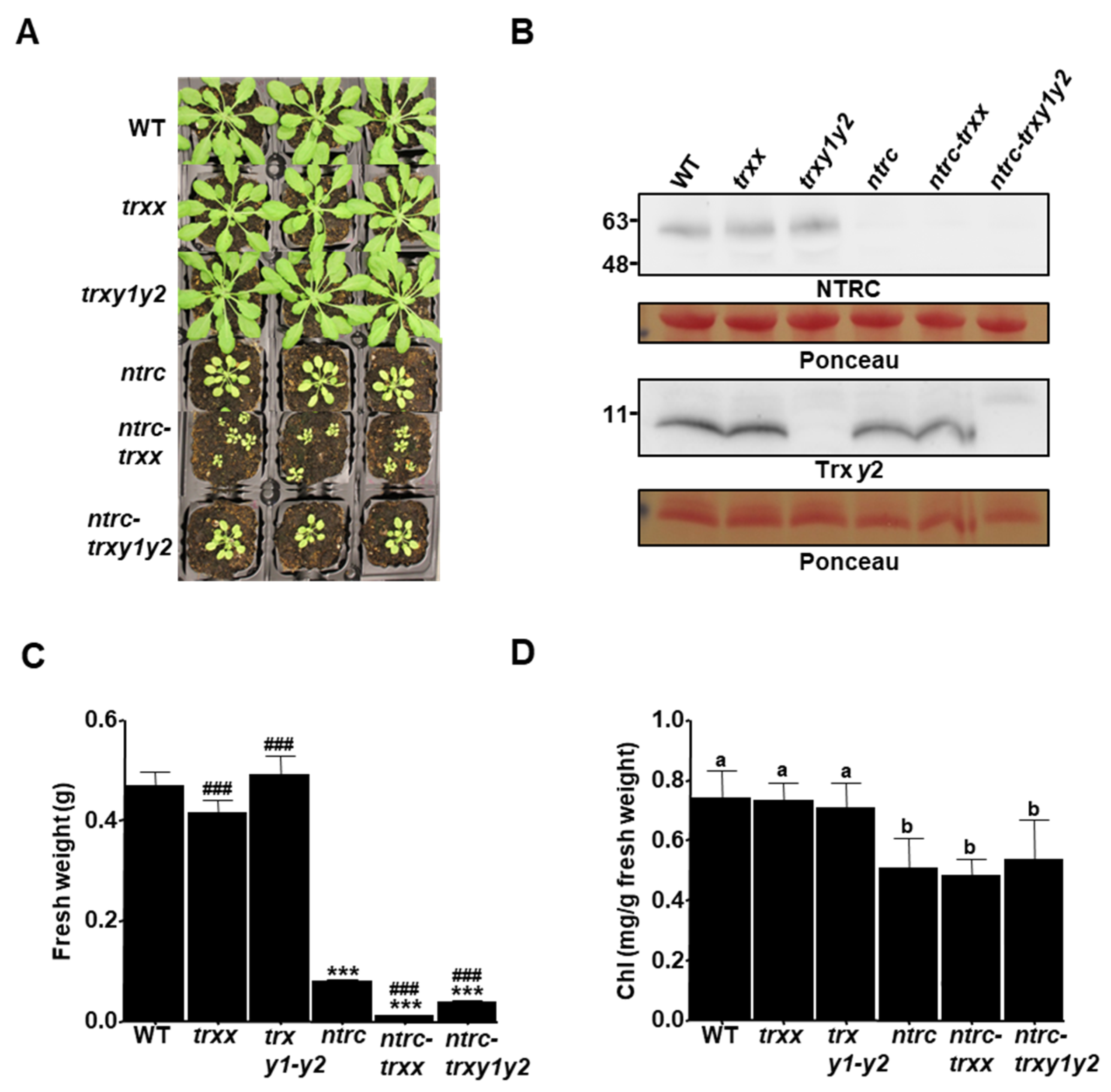 Antioxidants 09 01072 g001 Antioxidants 09 01072 g001