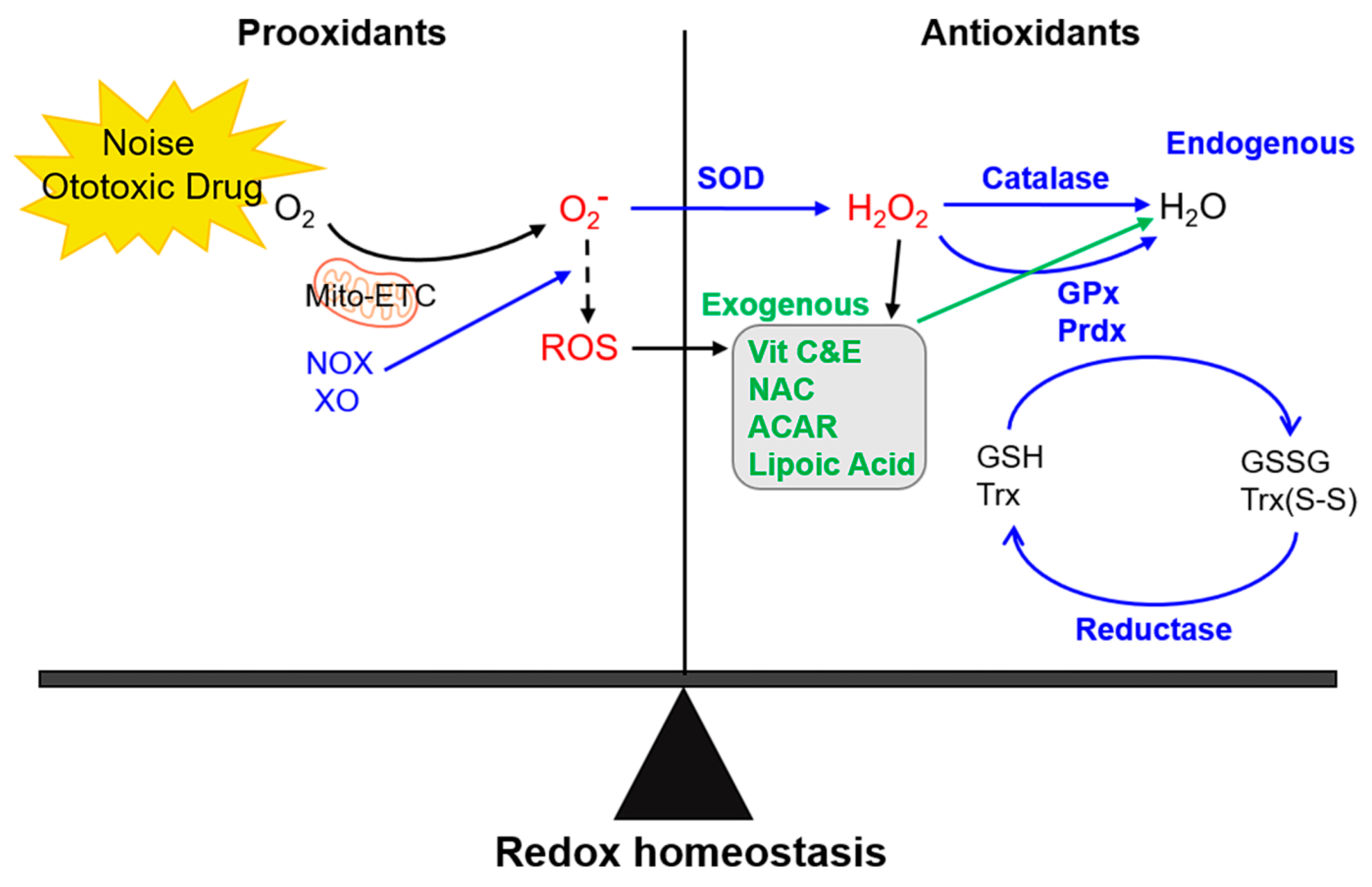 Antioxidants 09 01076 g001