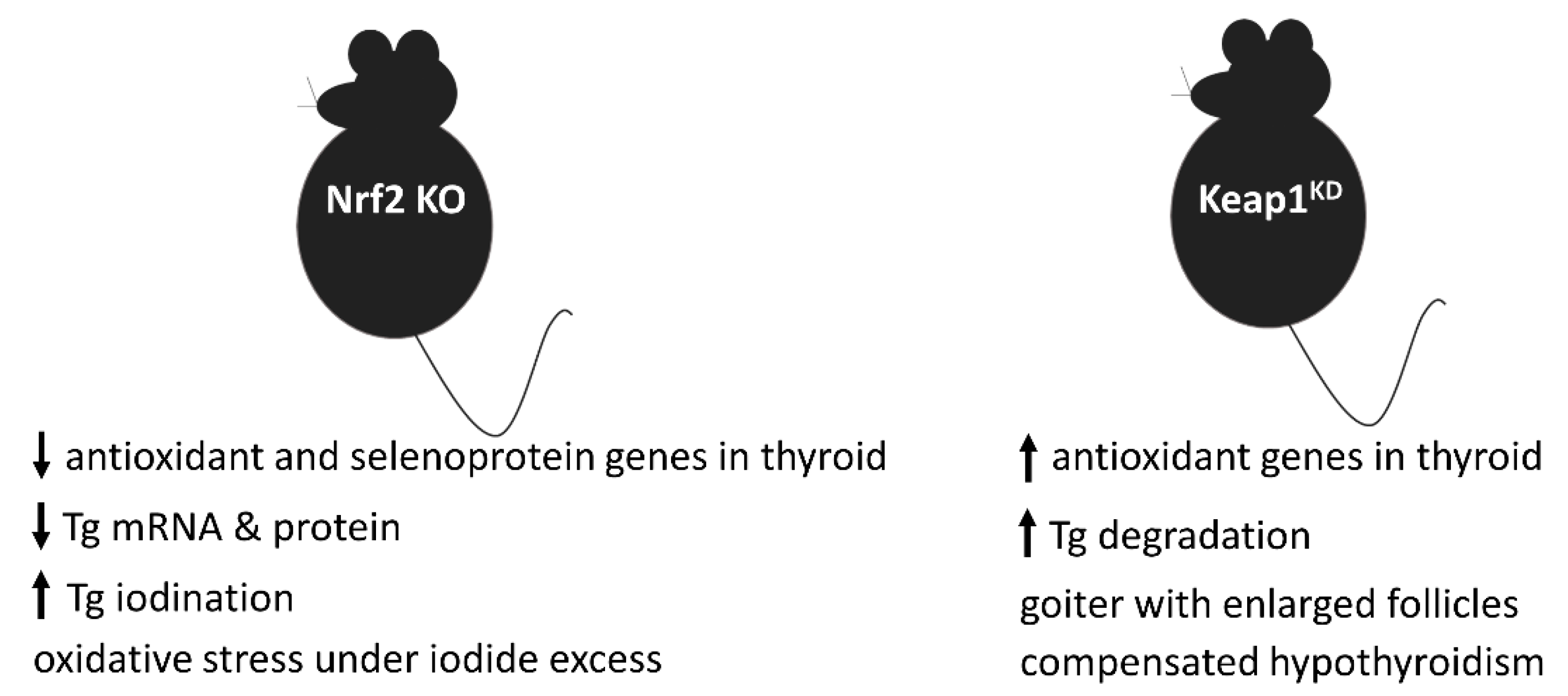 Antioxidants 09 01082 g002 Antioxidants 09 01082 g002