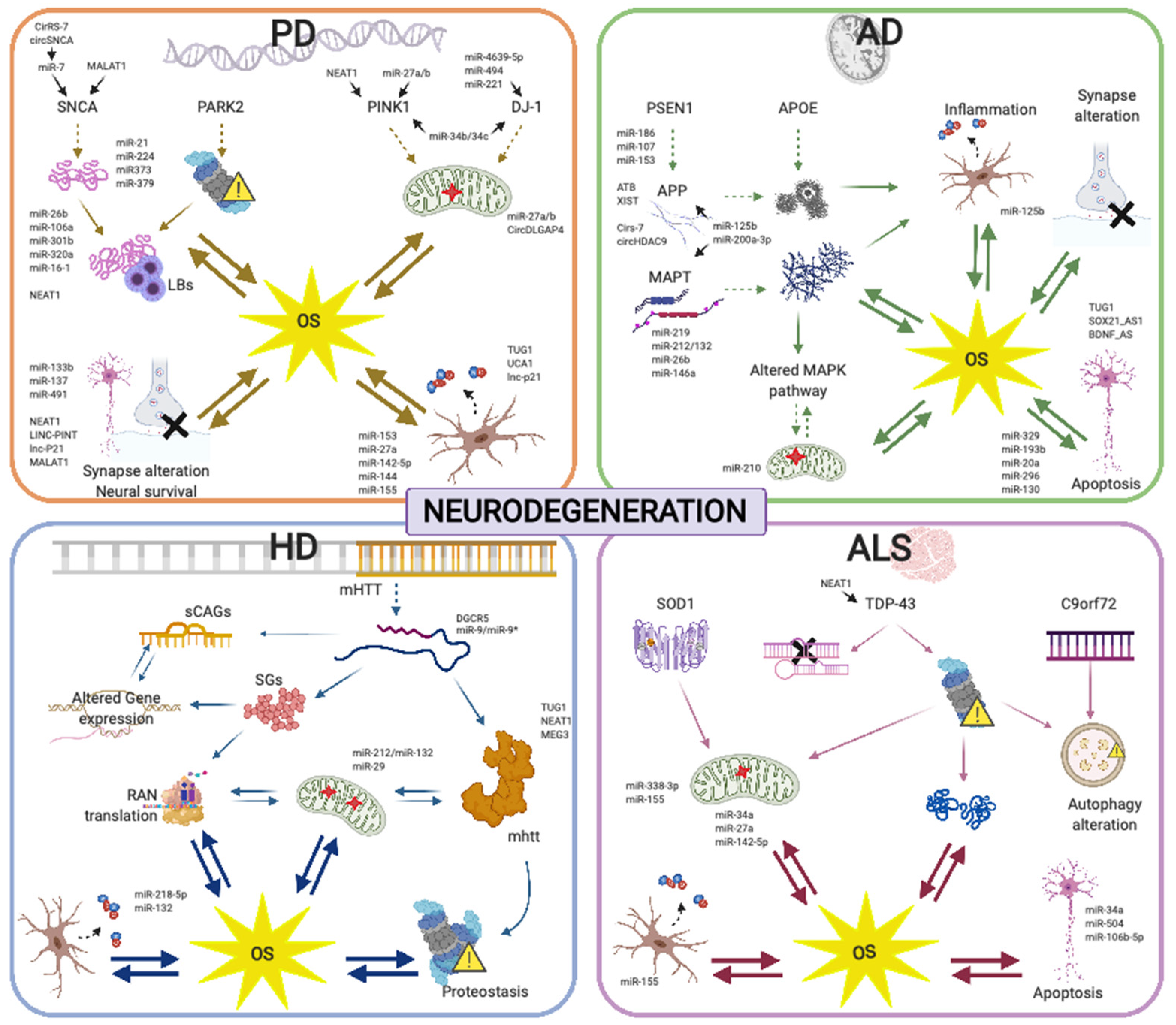Antioxidants 09 01095 g002 Antioxidants 09 01095 g002